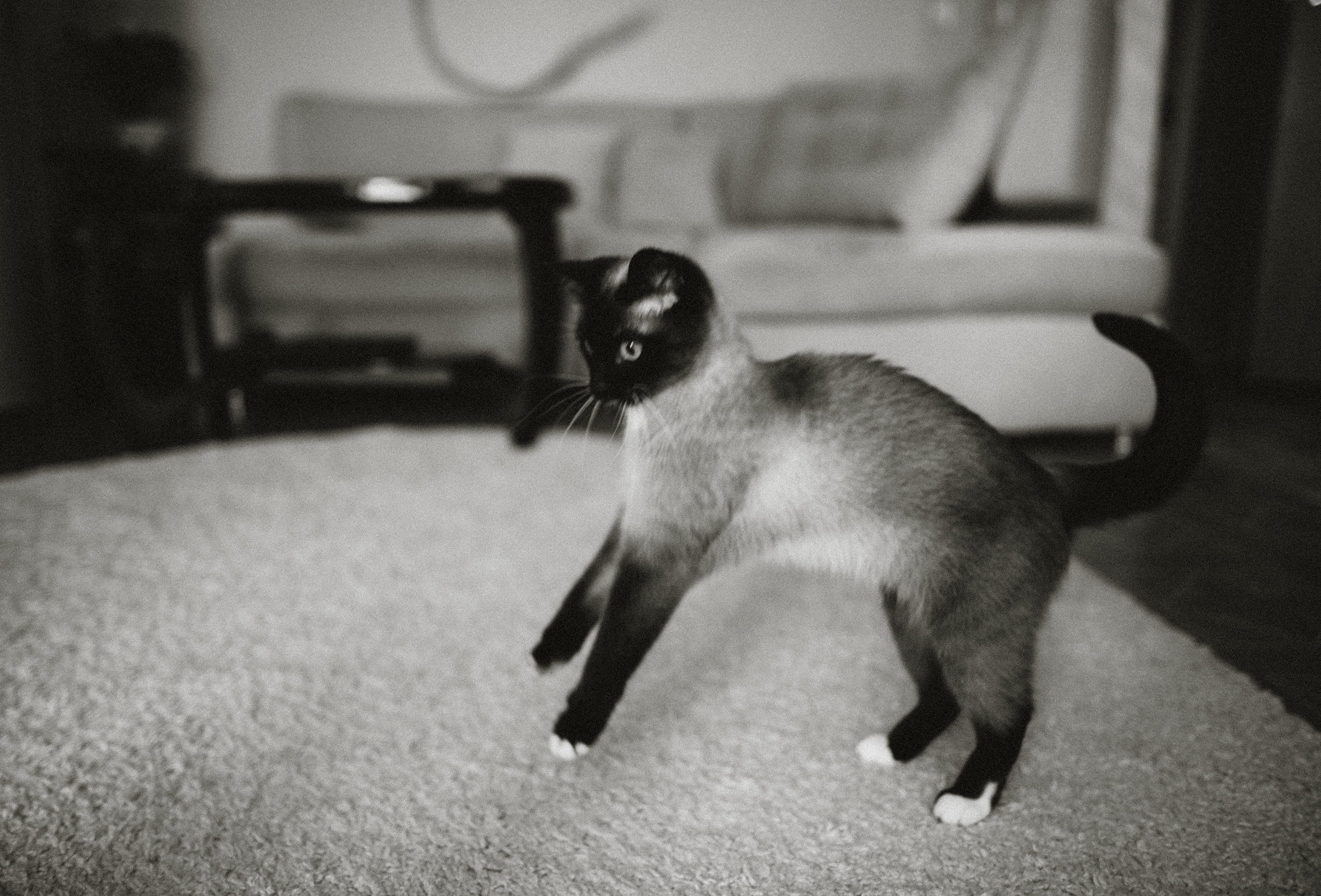 Немного про кошку. Семейный фотограф Островская Альбина г. Мирный Саха (Якутия)