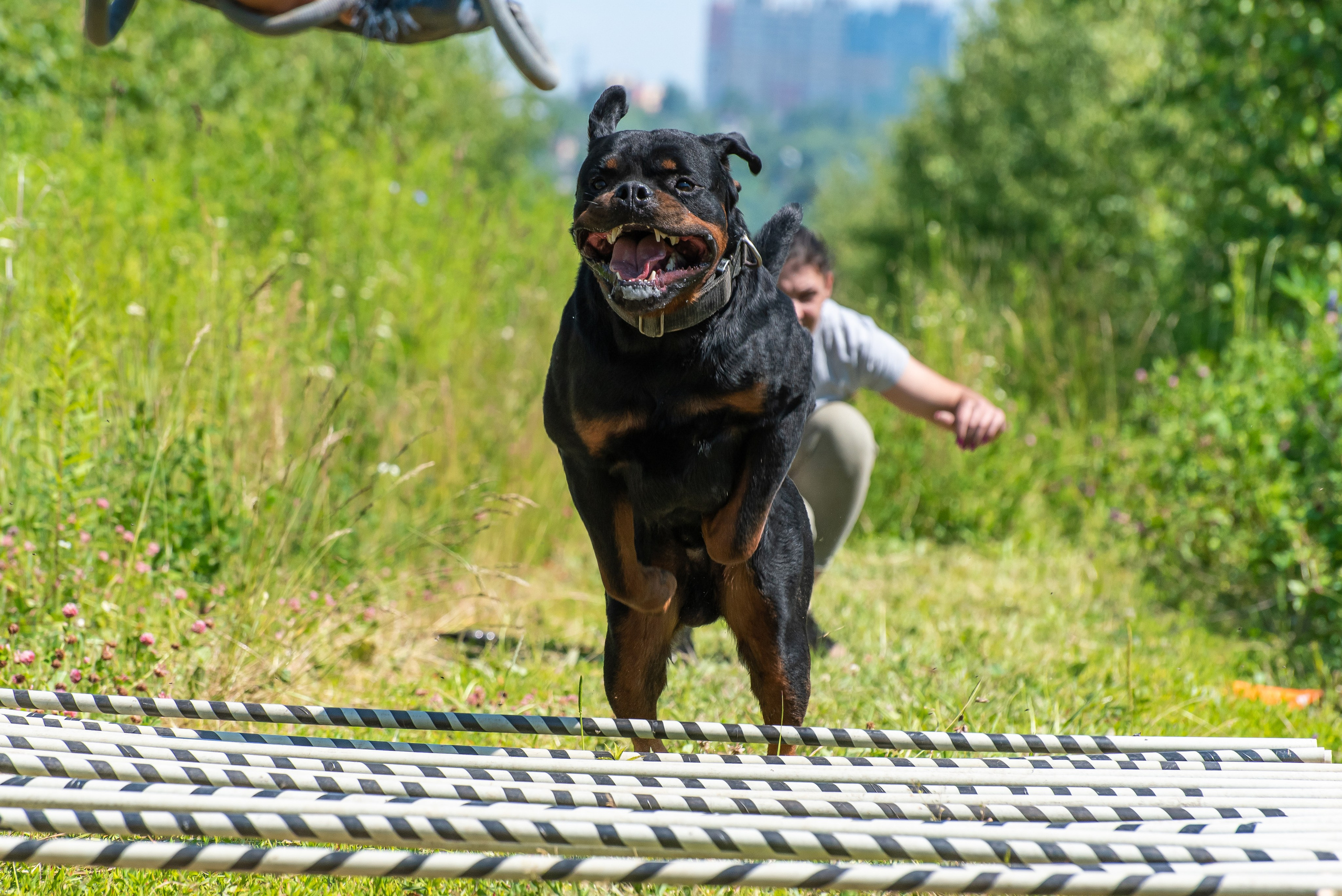 Спортивный фотограф анималист Пит-Стафф многоборье. Фотограф Макс Огурцов в Нижнем Новгороде