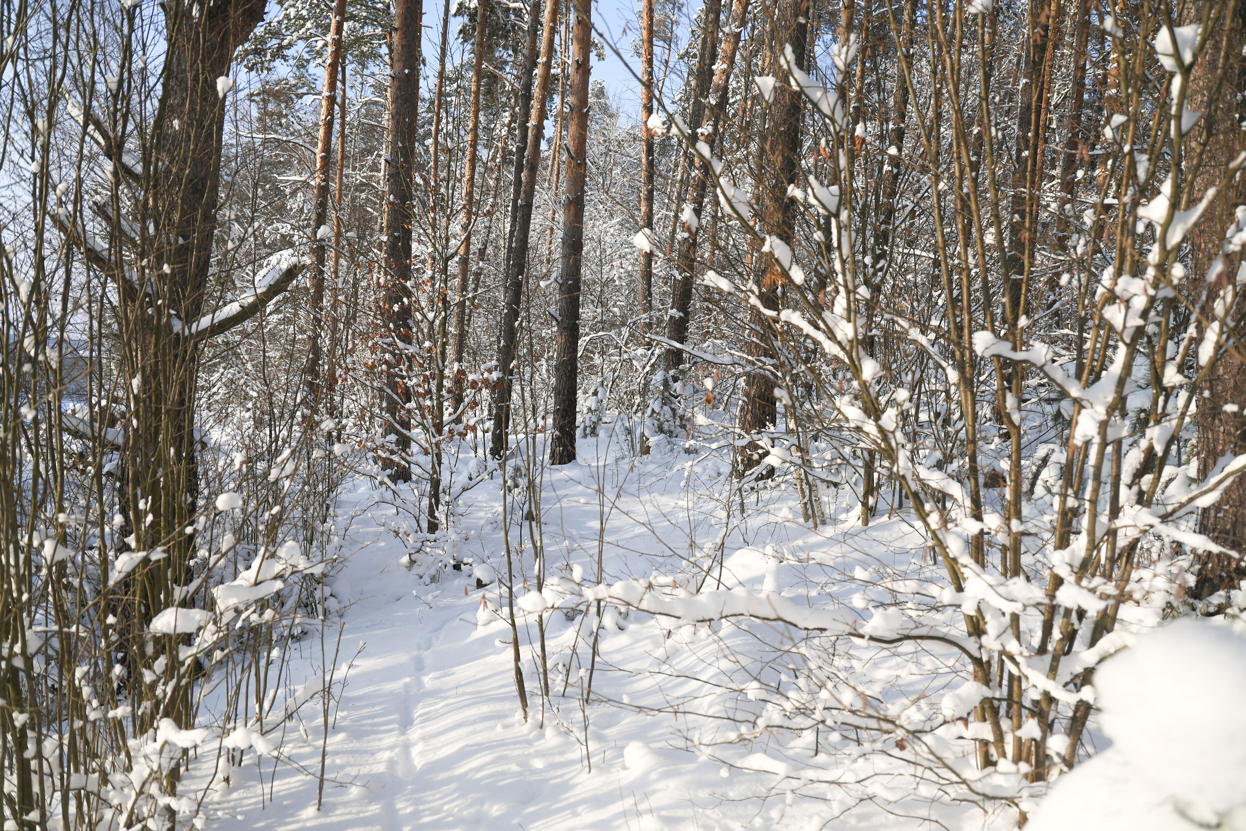 Рождествено Зима 2026. Фотограф Максим Татаринов