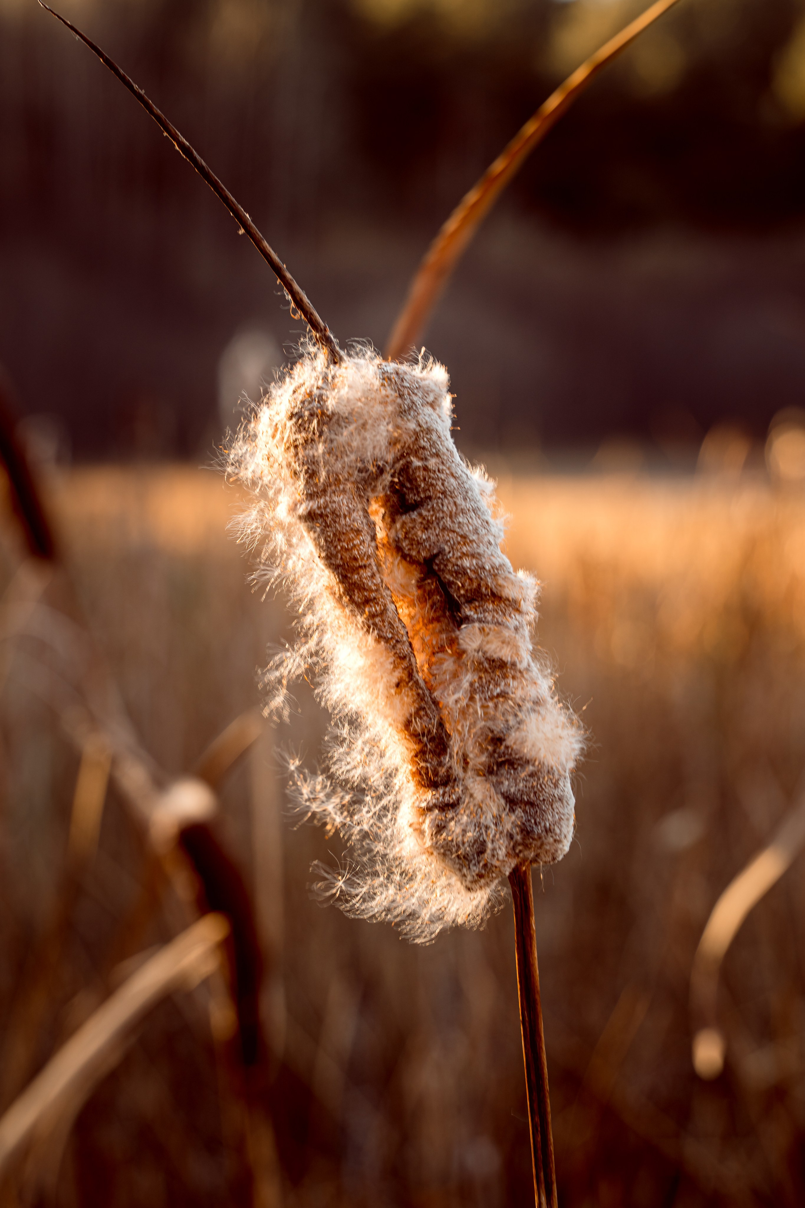 Пища для глаз. Ваш фотограф Северск | Томск