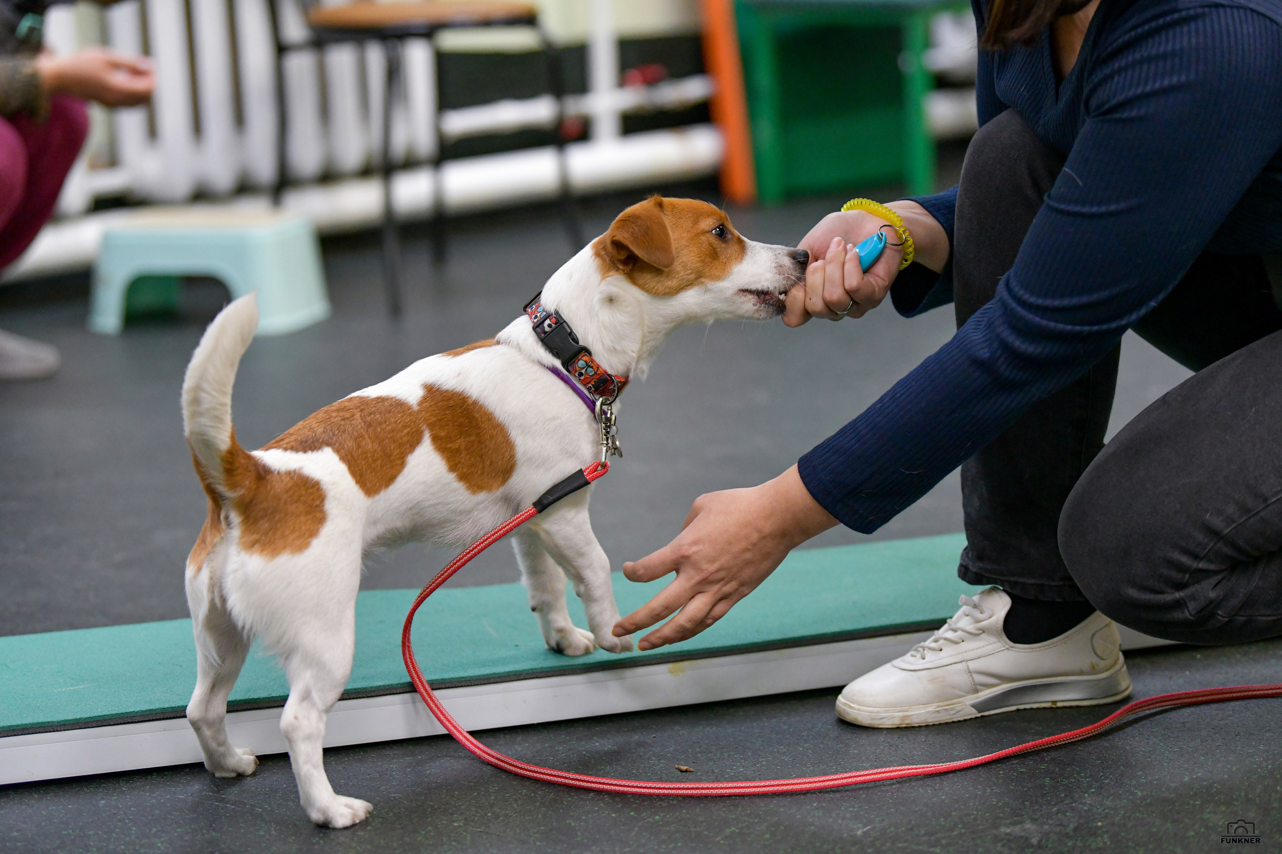 Кинологический клуб «Бодрый хвост». Свой взгляд через объектив