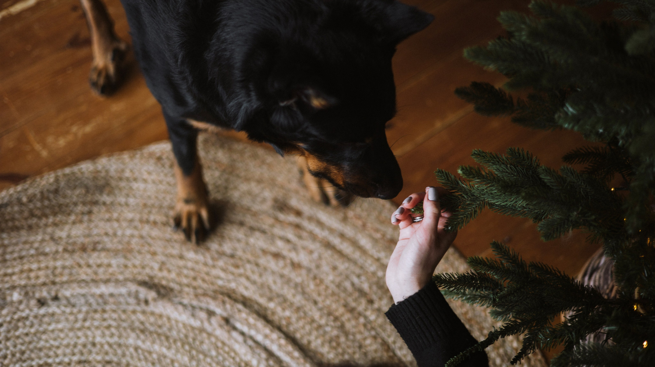 Полина и Зевс. Фотограф-анималист Богданова Полина