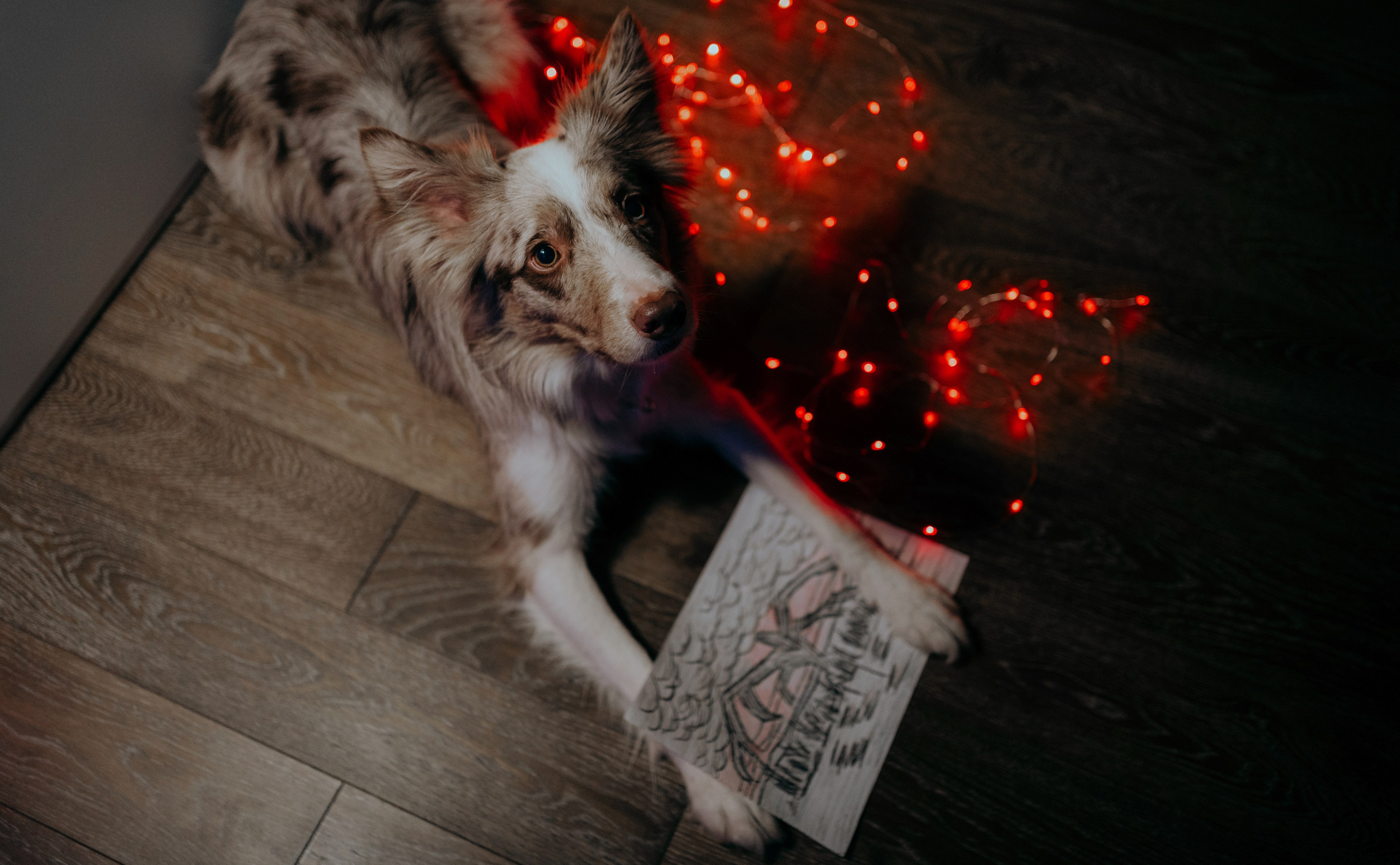 Аня и Дэймон. Фотограф-анималист Богданова Полина