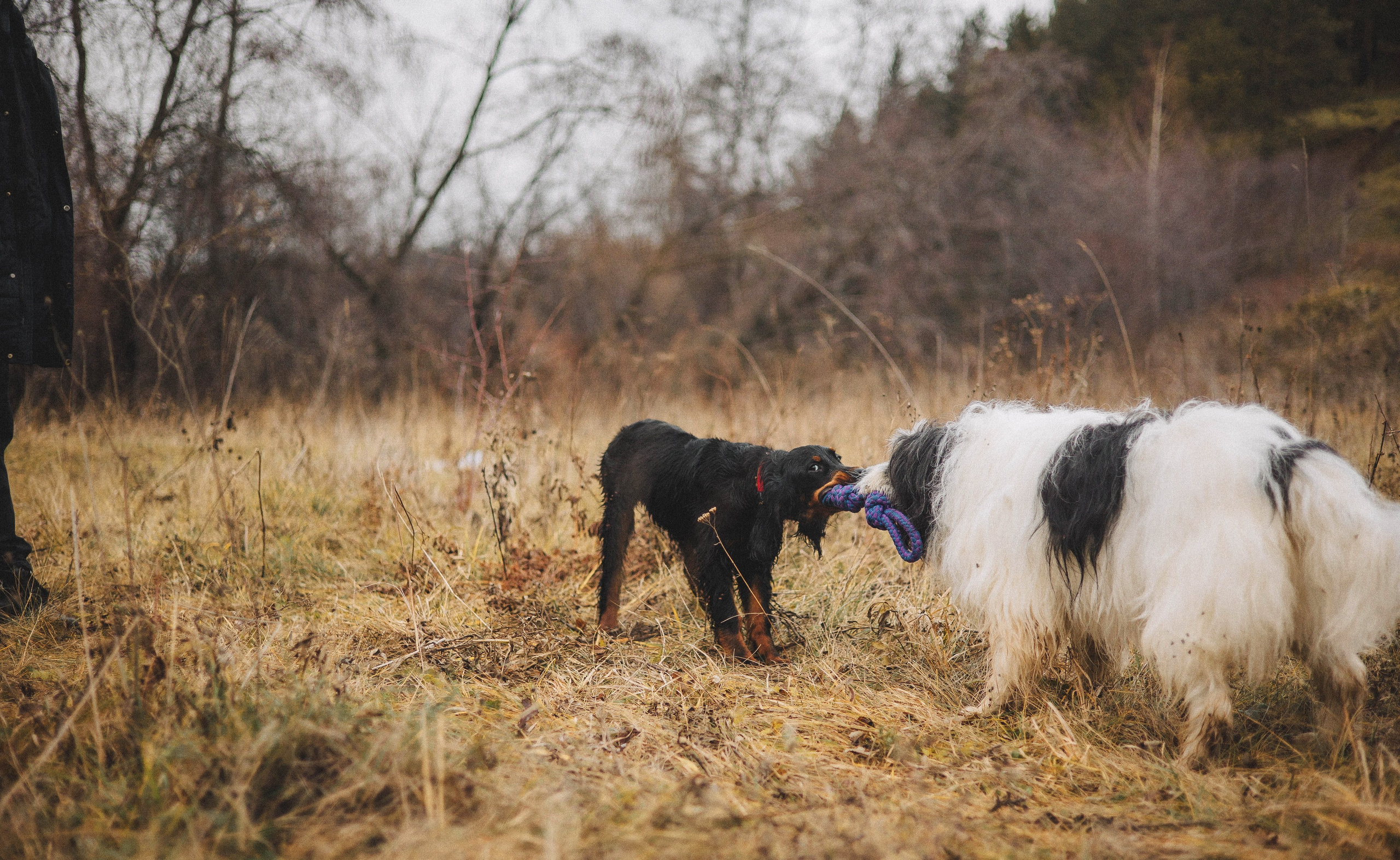 Даша, Глеб, Барс и Бруно. Фотограф-анималист Богданова Полина