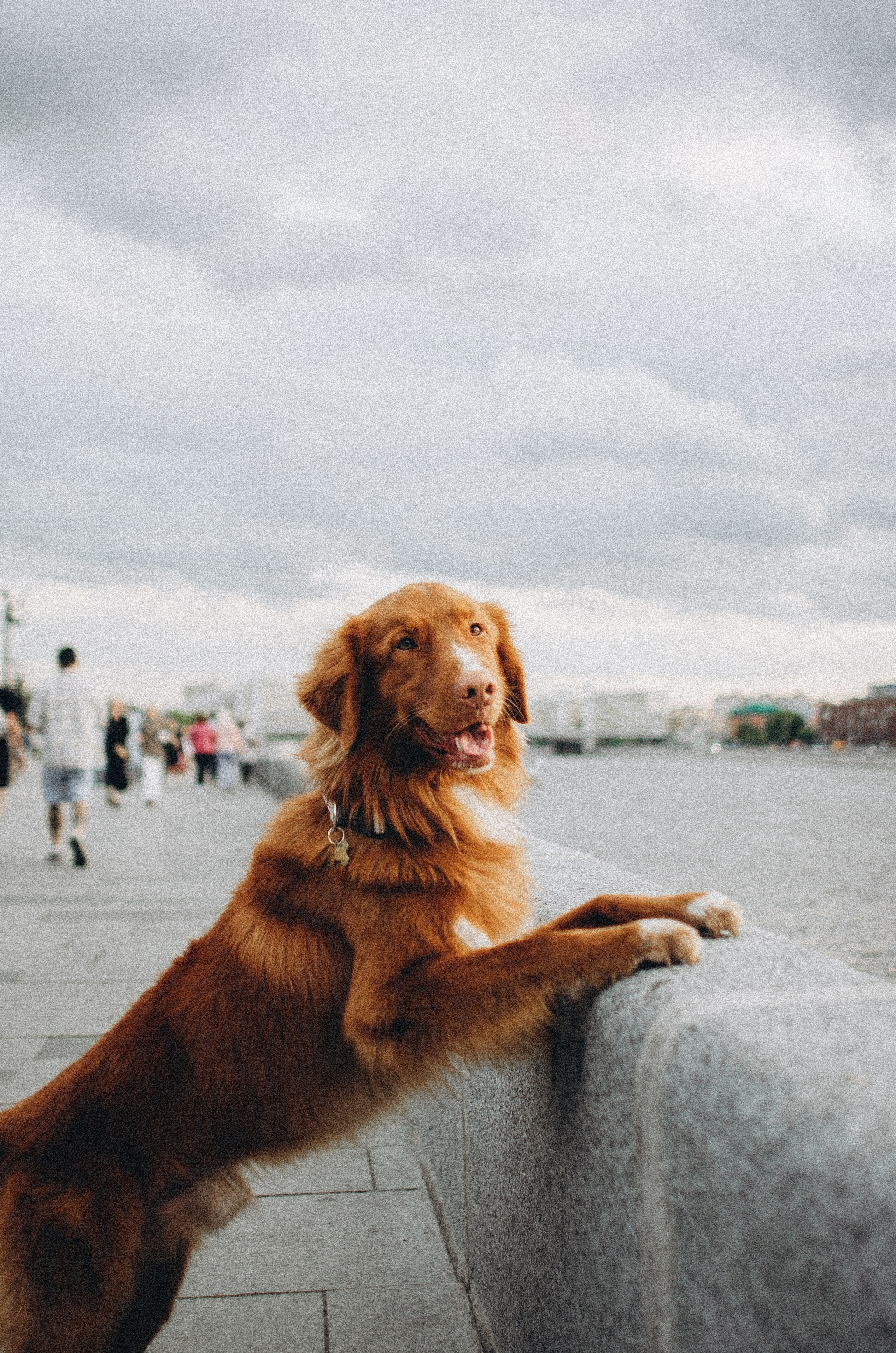 Алина и Бис. Фотограф-анималист Богданова Полина