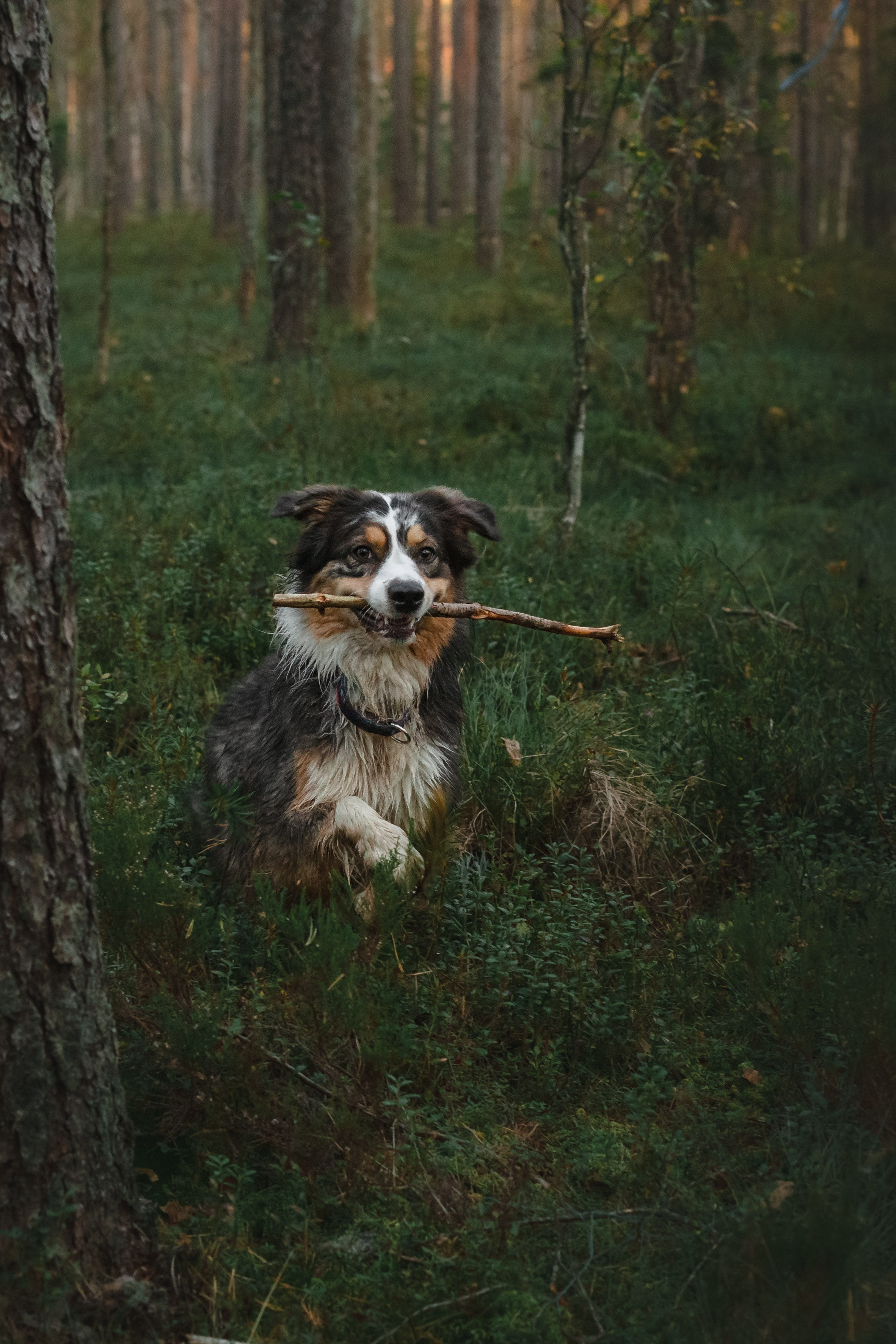 Фотопрогулка в Ленобласти. Фотограф-анималист Татьяна Степанова