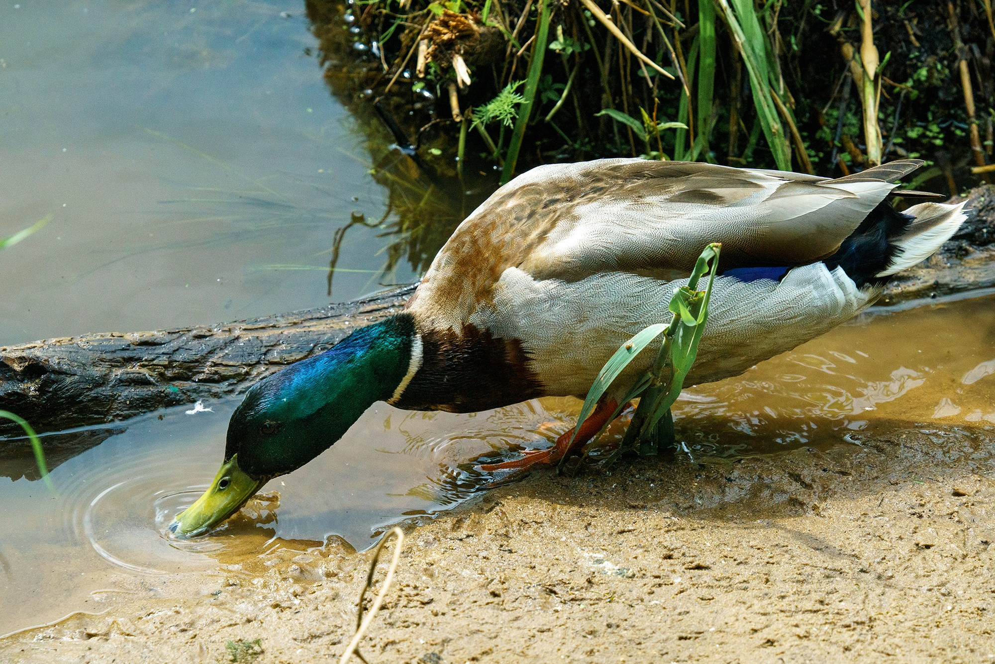 Удивительные мир птиц. Вокруг нас столько прекрасного — присмотритесь!. Ваш личный фотограф Марина Волкова