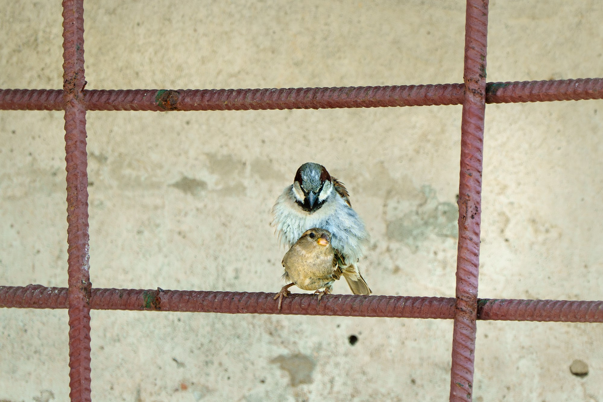 Удивительные мир птиц. Вокруг нас столько прекрасного — присмотритесь!. Ваш личный фотограф Марина Волкова