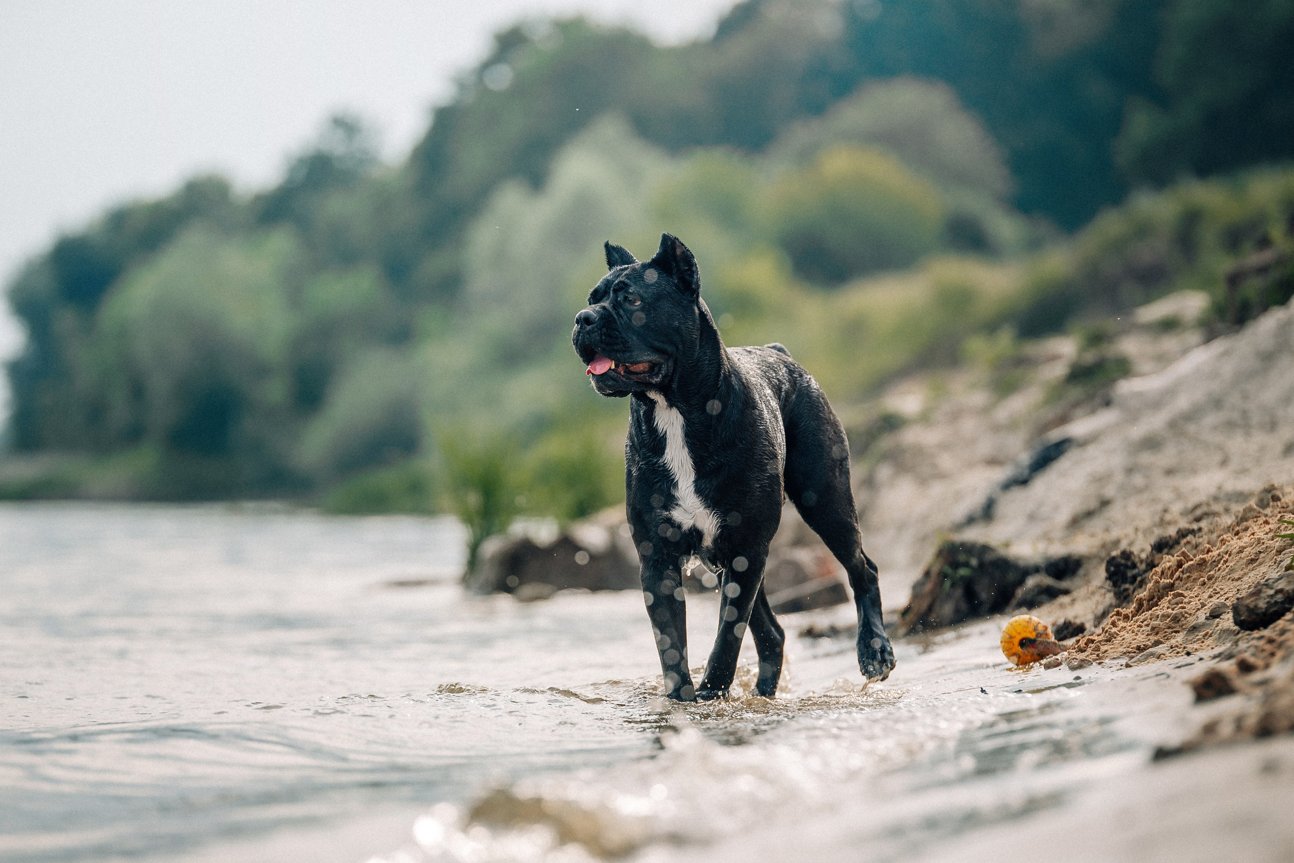 Арина и Николь. Фотограф-анималист Анастасия Парфенова|Екатеринбург