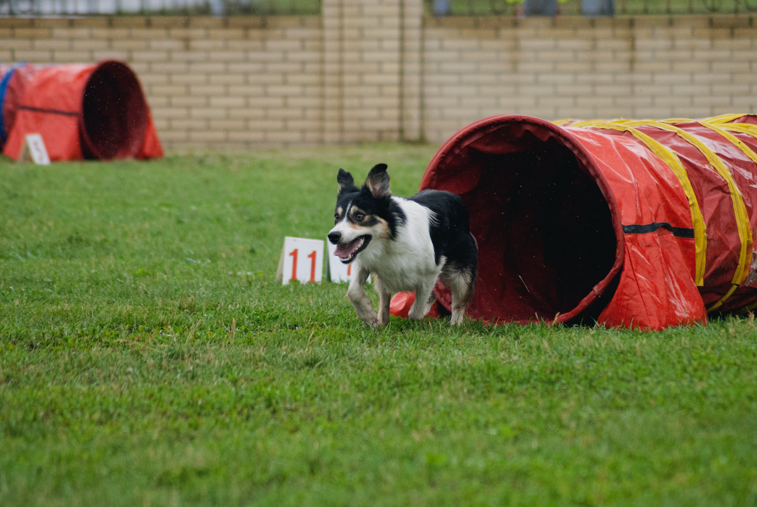Аджилити. Фотограф в Тюмени Лизавета Сапицкая