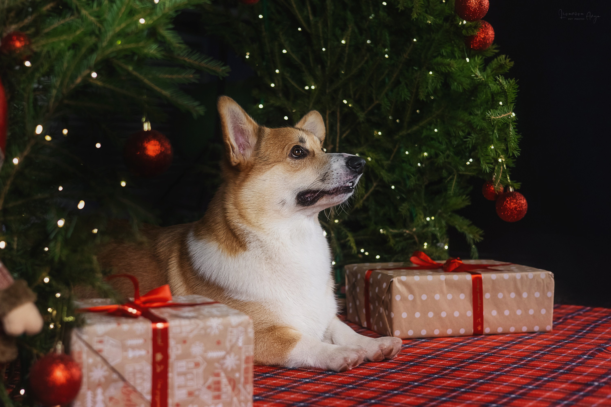 Фотодень_1 2025. Фотограф анималист Аня Ливанова | Рыбинск