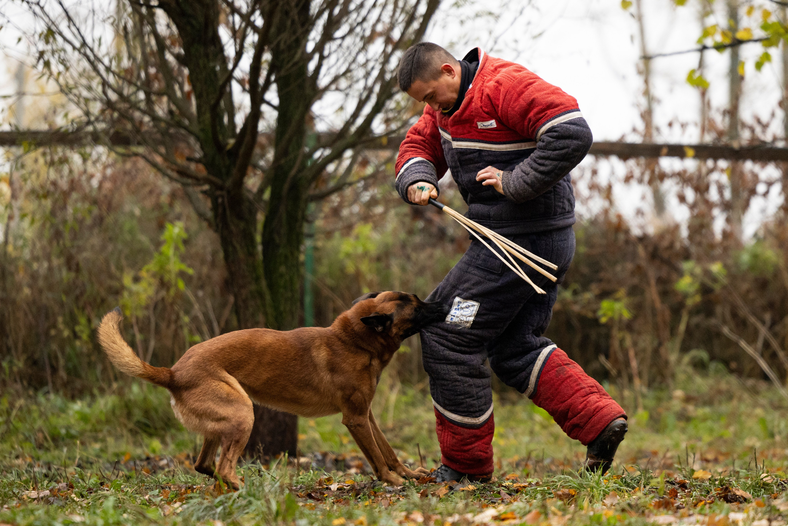 Соревнования по Мондьорингу г. Вологда. Фотограф-анималист Анна Маринич