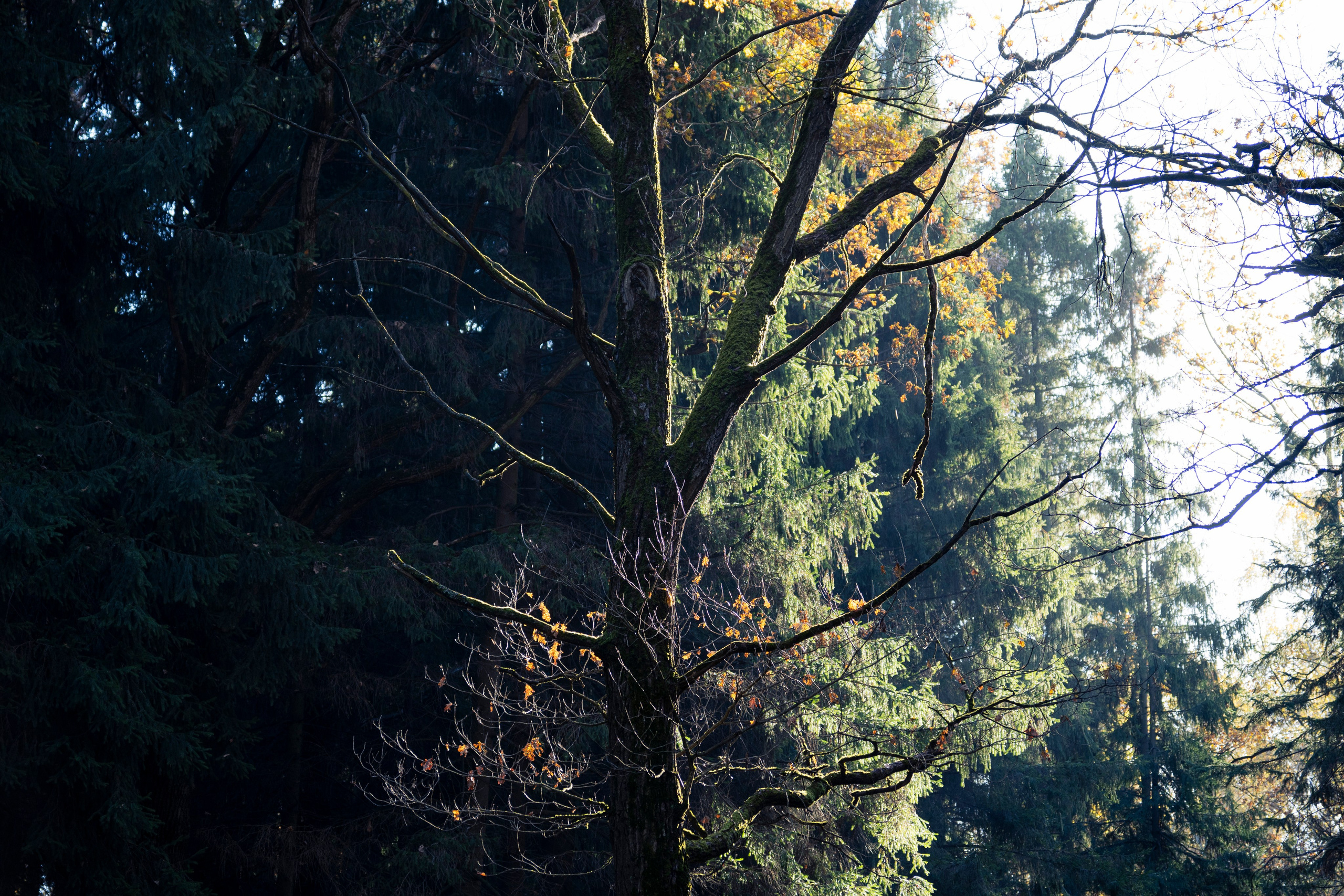 Разное неважное. Фотограф в Москве Алейникова Евгения