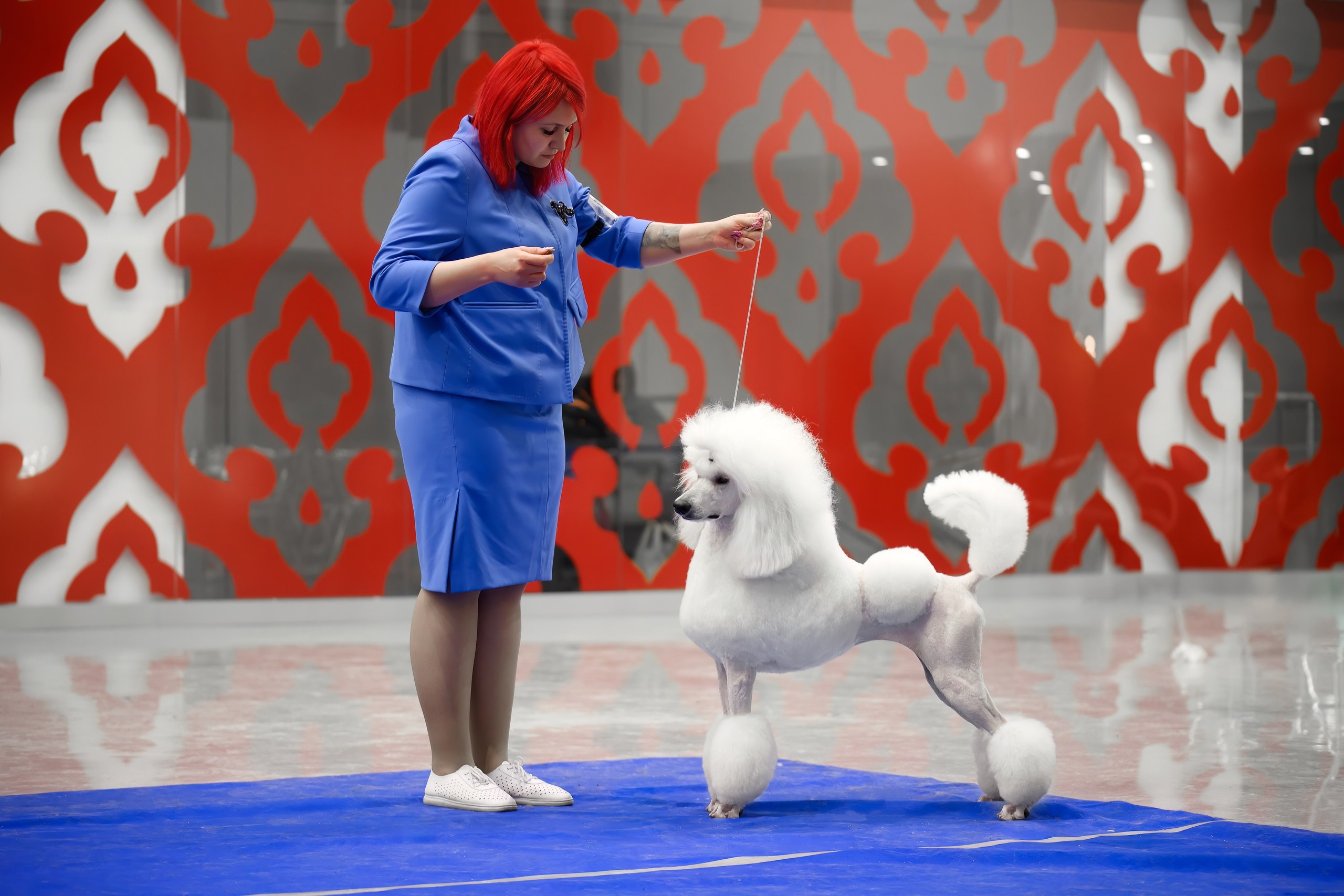 Собаки. FASHION ФОТОГРАФ КАЗАНЬ