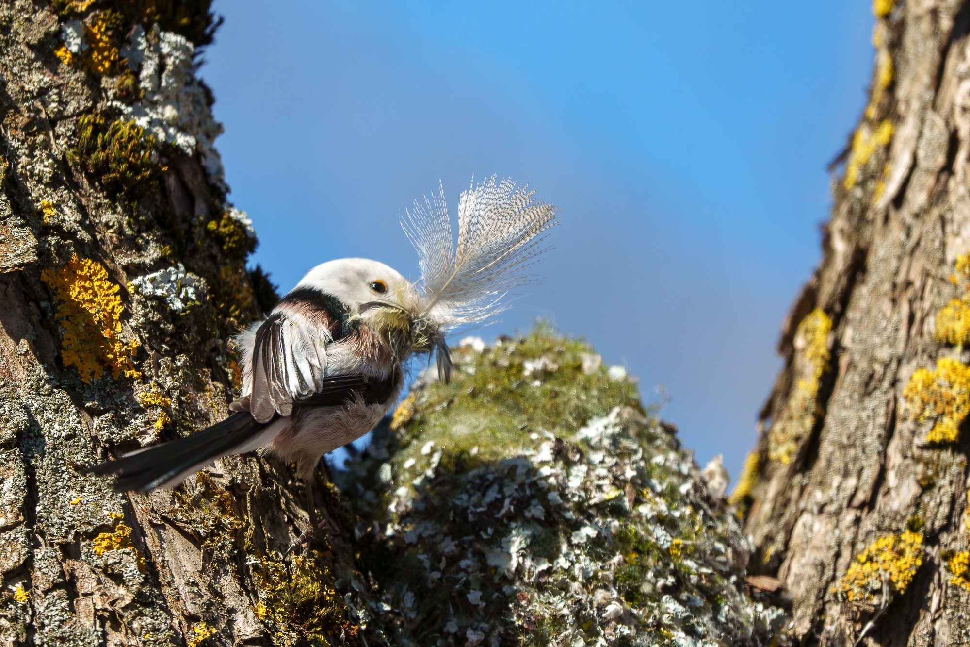 Удивительные мир птиц. Вокруг нас столько прекрасного — присмотритесь!. Ваш личный фотограф Марина Волкова