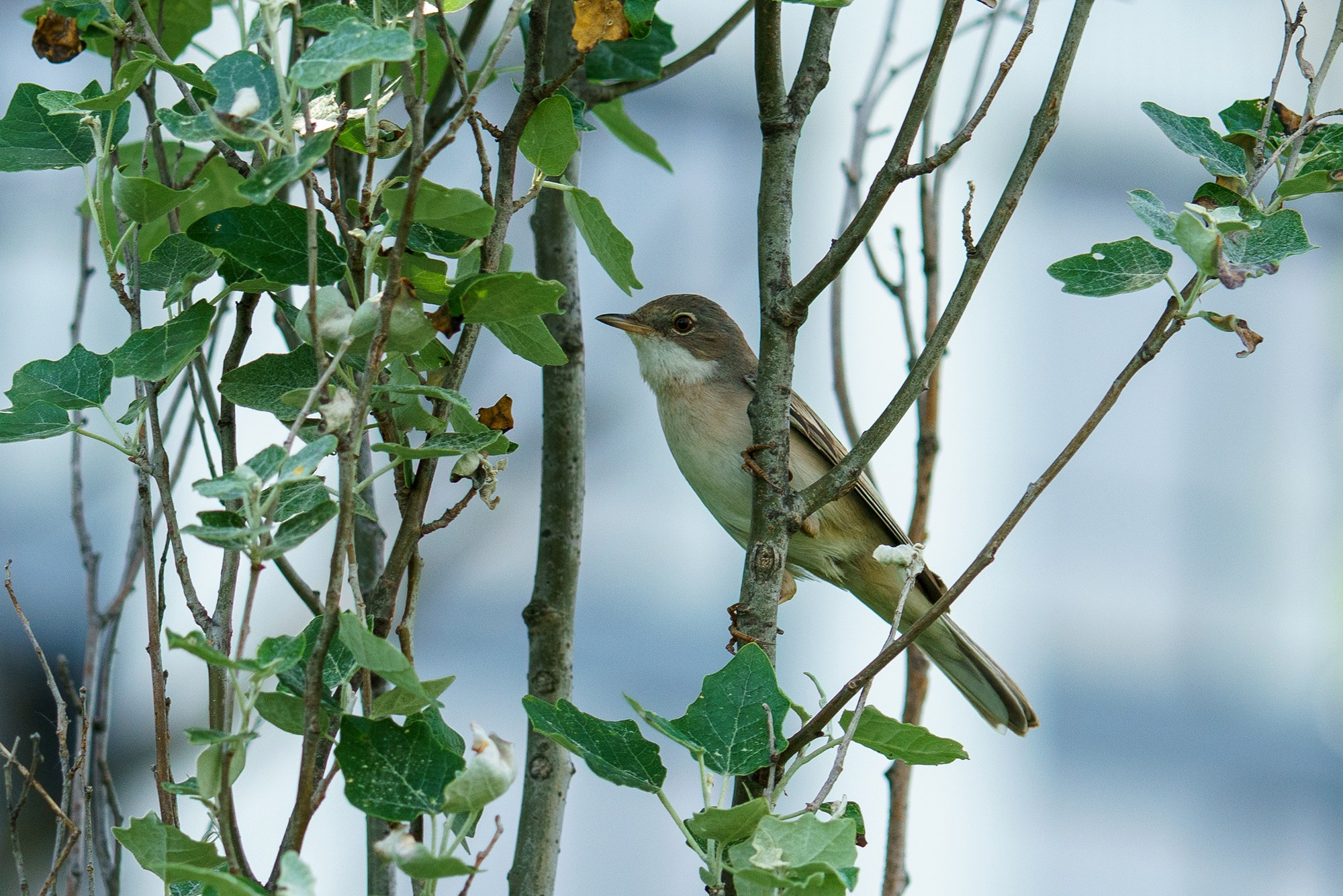 Удивительные мир птиц. Вокруг нас столько прекрасного — присмотритесь!. Ваш личный фотограф Марина Волкова