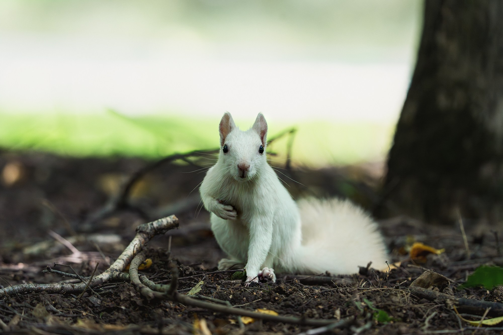 Животные. Ваш личный фотограф Марина Волкова