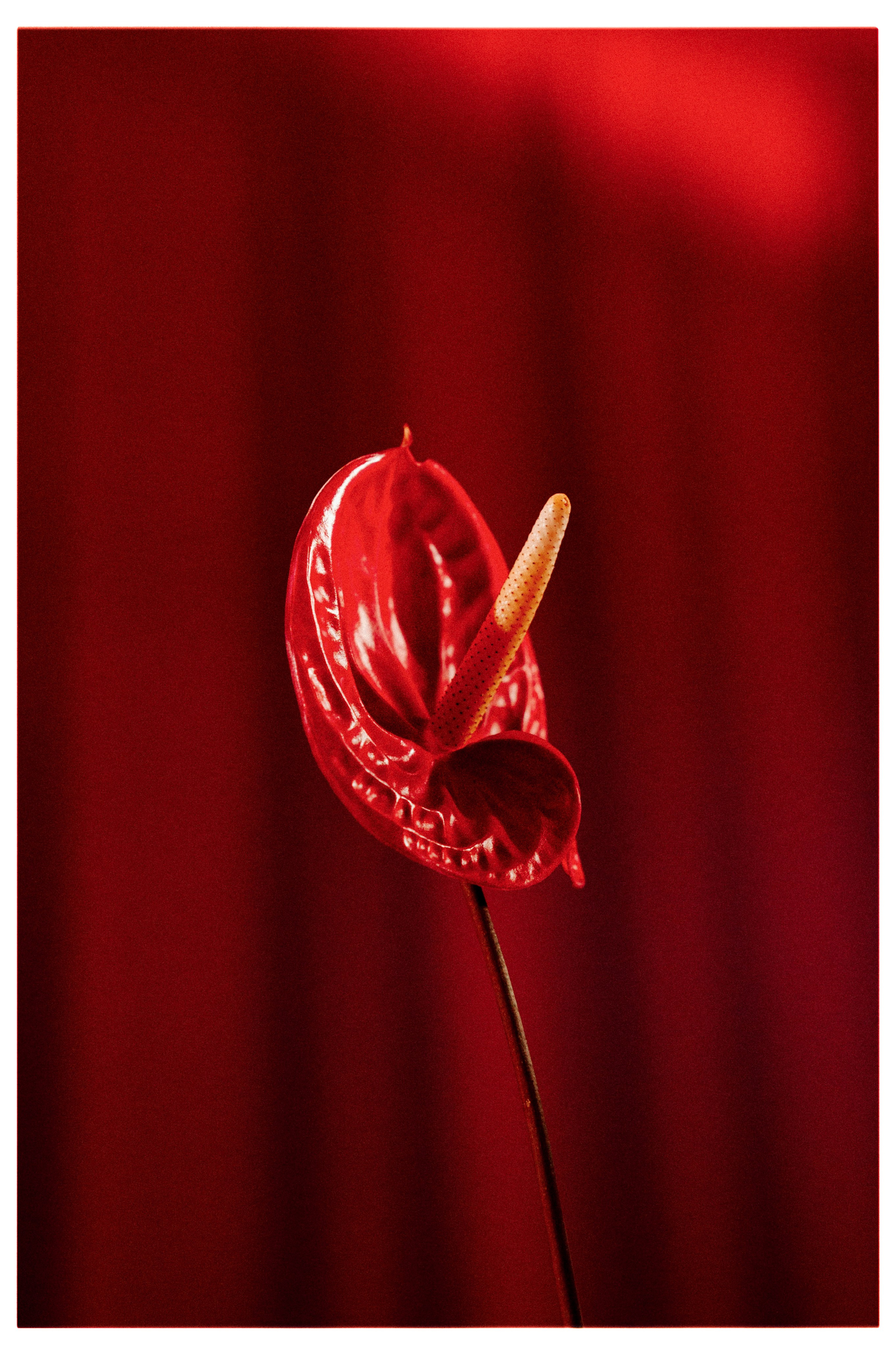 ЛЮБОВЬ КРАСНА. Свадебный и семейный фотограф Никита Корохов