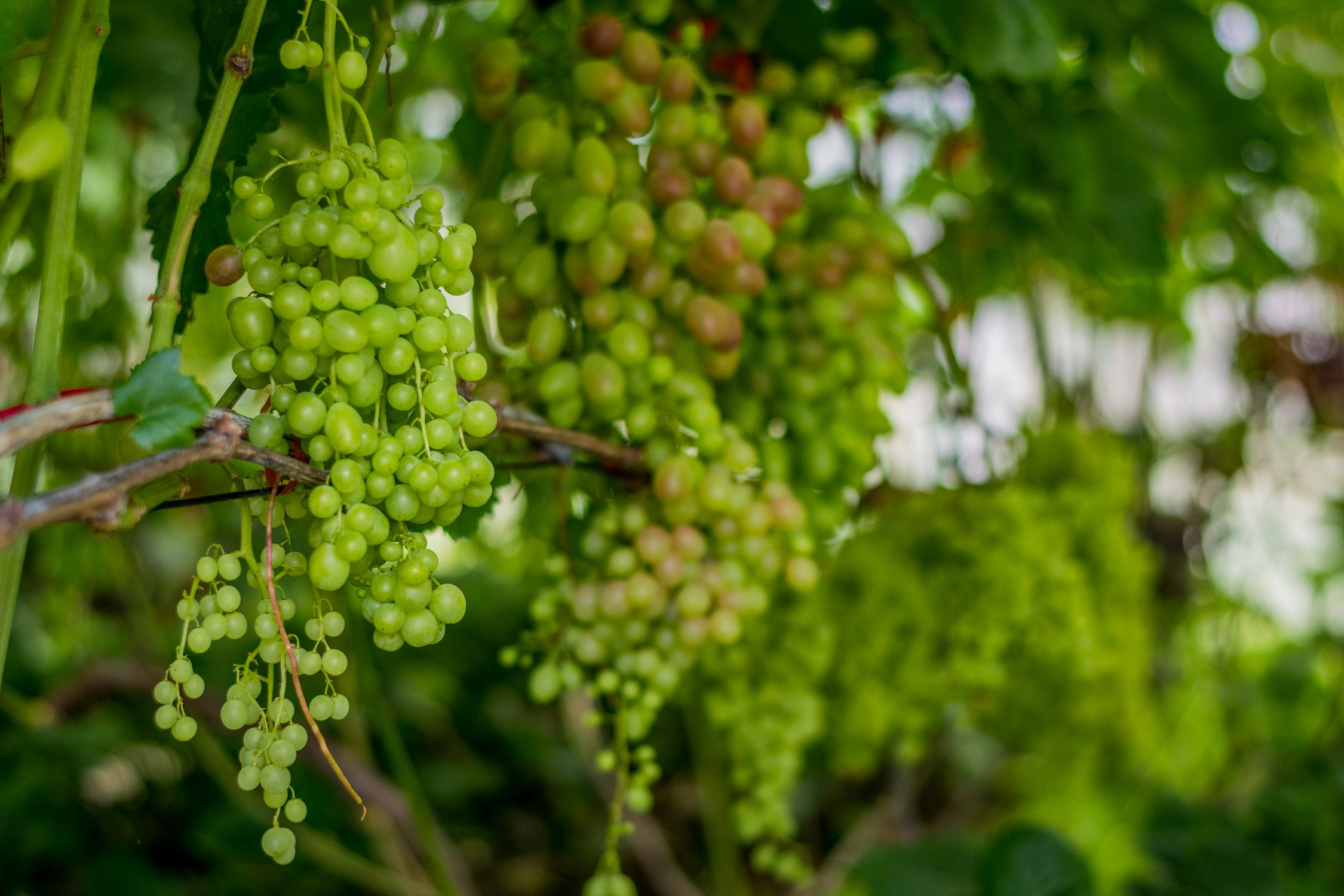 Антон Курдюмов фотограф в Хабаровске Рина Курдюмова фото27 foto27 Антон Дорофеев репортажный репортаж документалист Тони и Рина фотосоздатели Виноградники Хехцир 2024 Хабаровск виноград дикий фермер фермерство дачный сезон