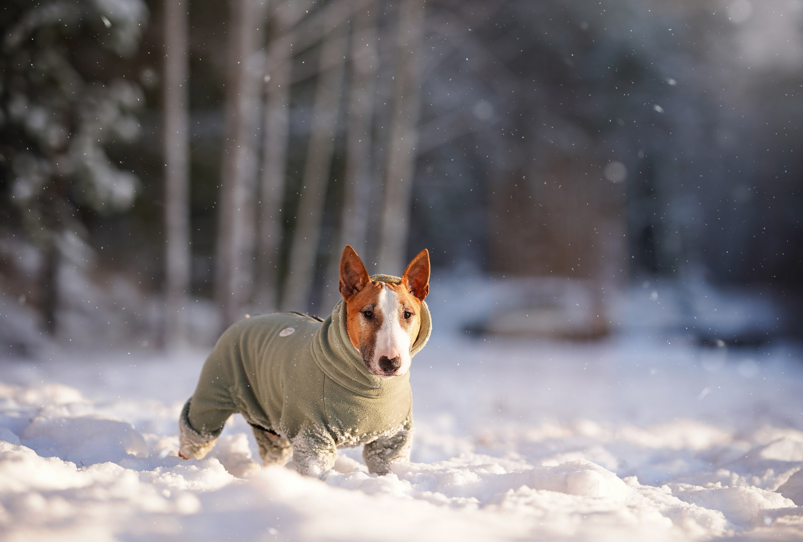 Панда и Юни Карелия. Фотограф-анималист в Санкт-Петербурге Яна Мартынова