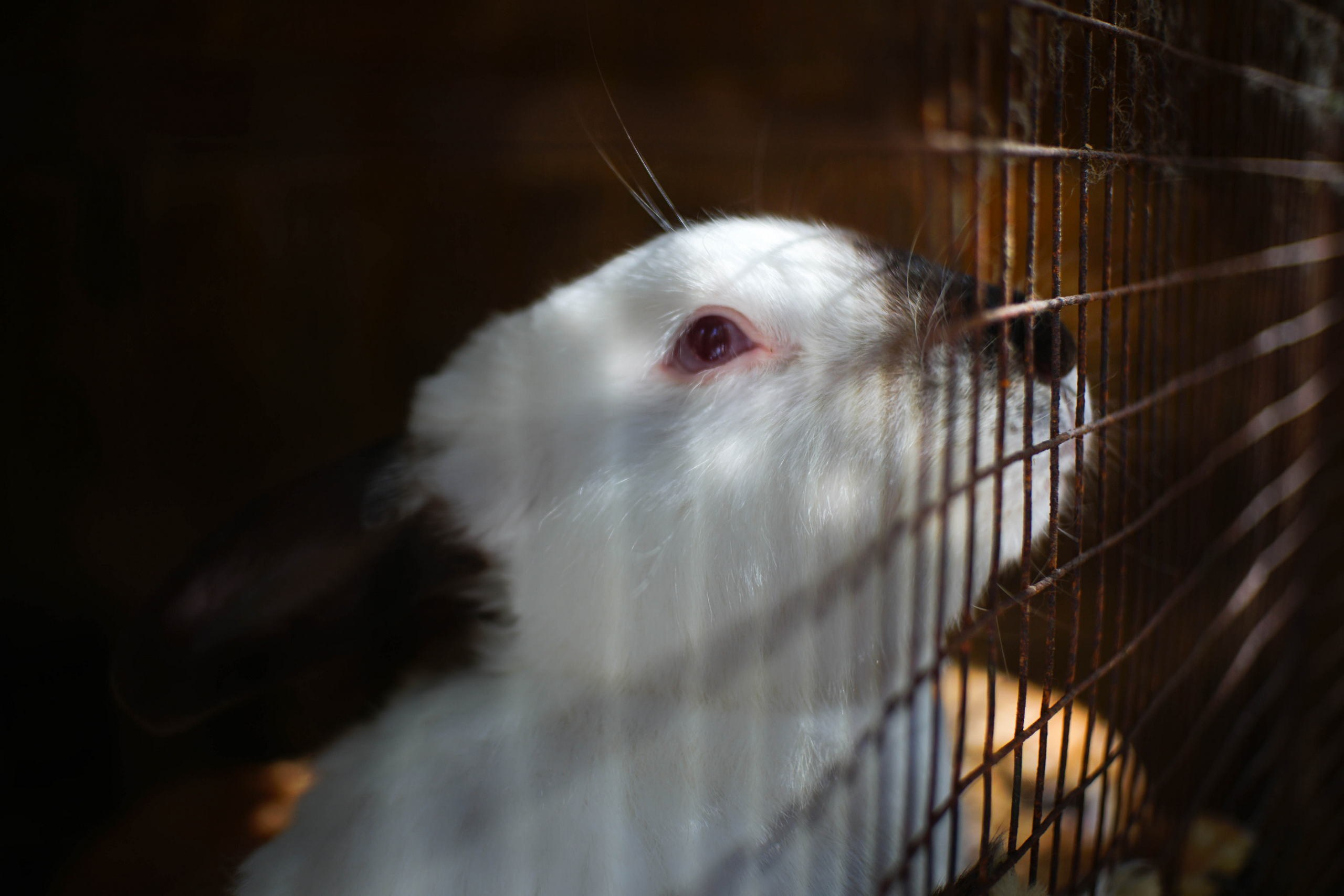 Праздник Ивана Купала. Федор Ратчин — фотограф