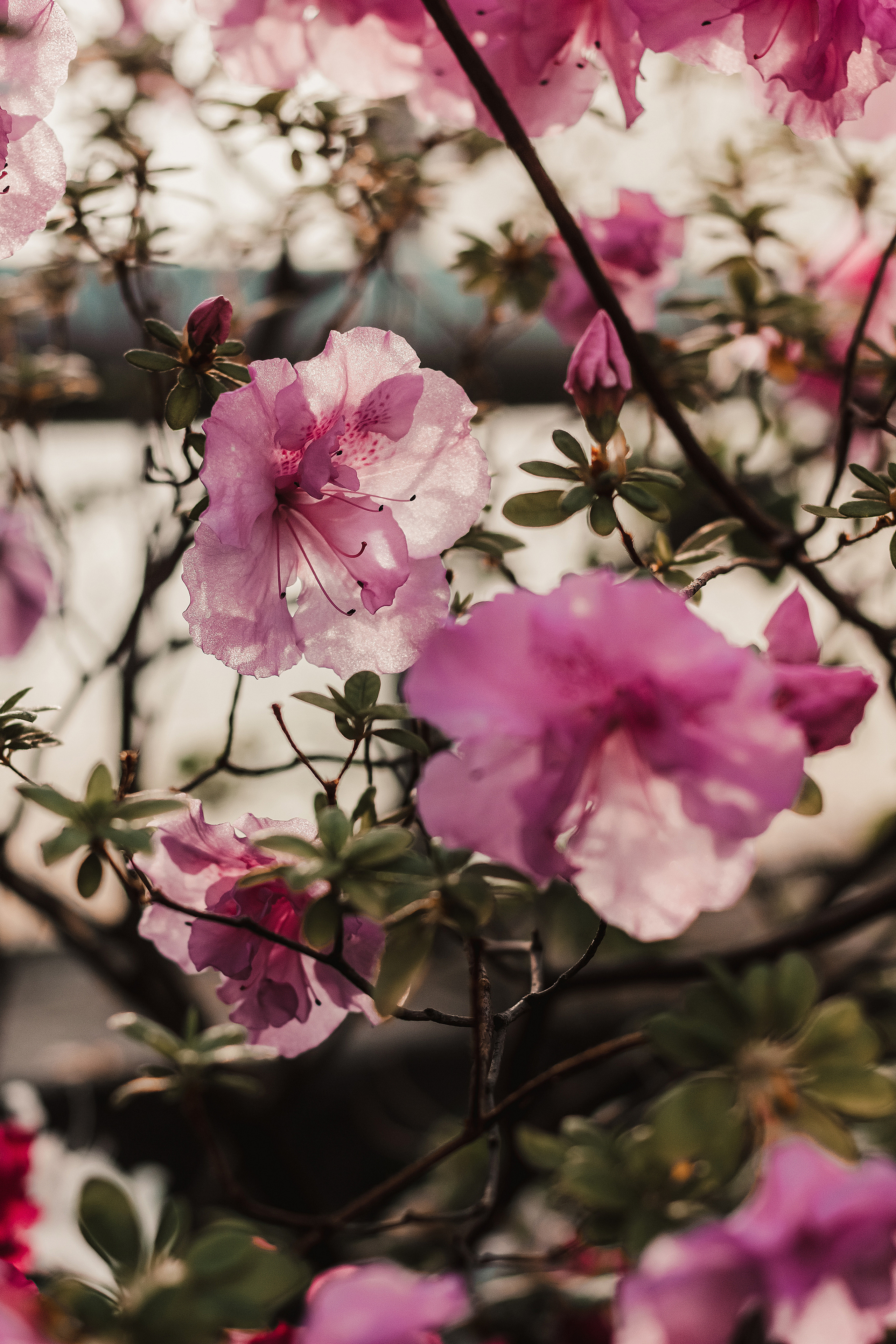 Тропики в городе. Мариам Багдасарян