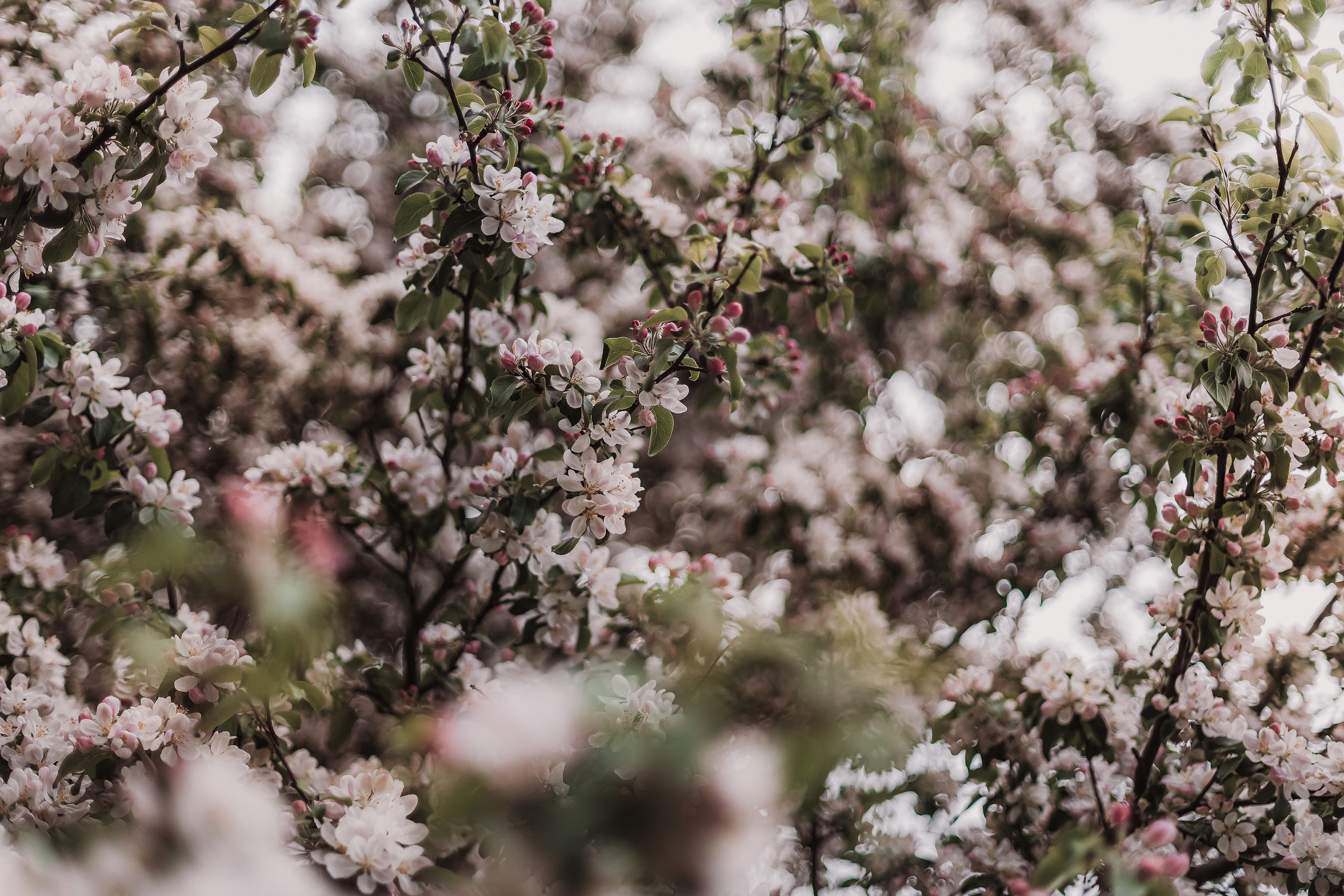 Розовые облака. Мариам Багдасарян