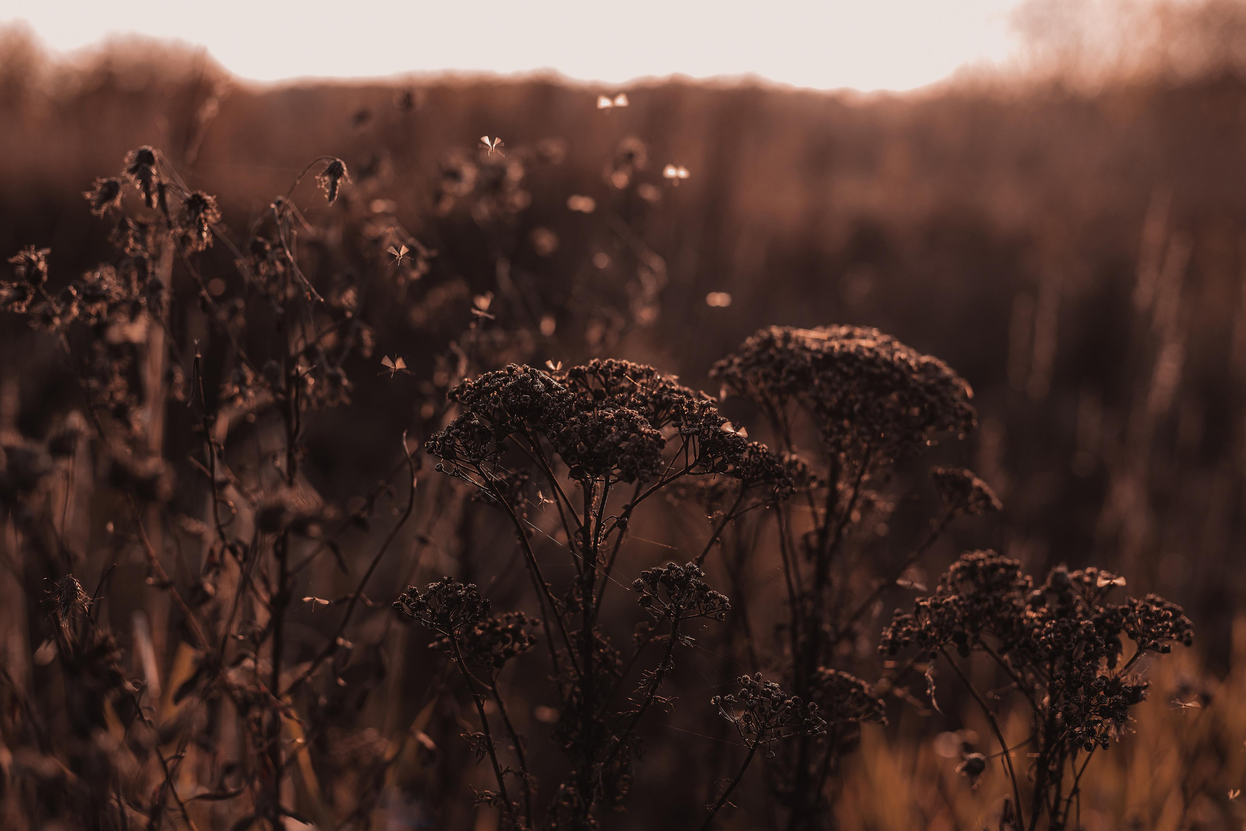 Как упоительны в России вечера. Mariam Bagdasaryan