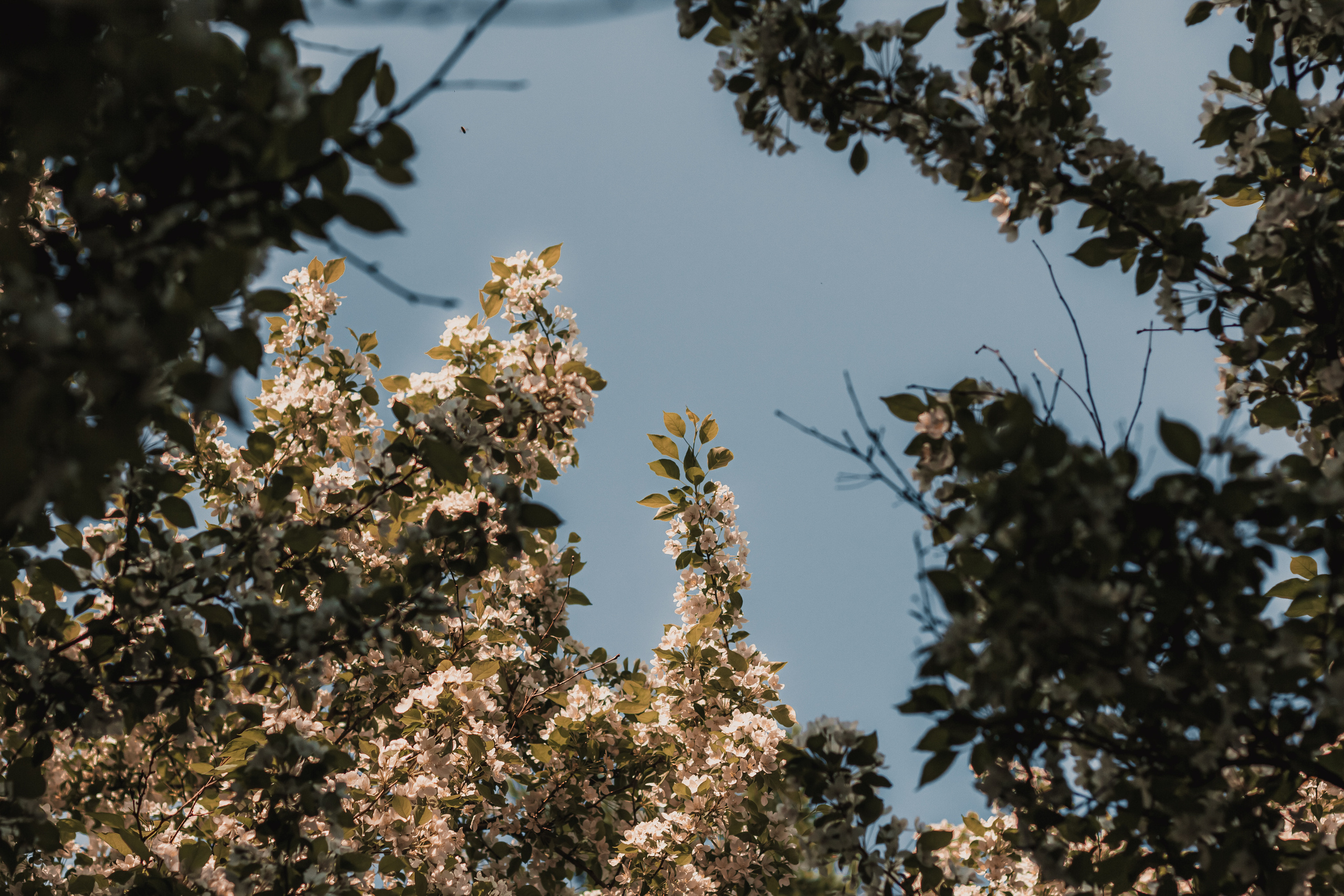 Расцветай. Mariam Bagdasaryan