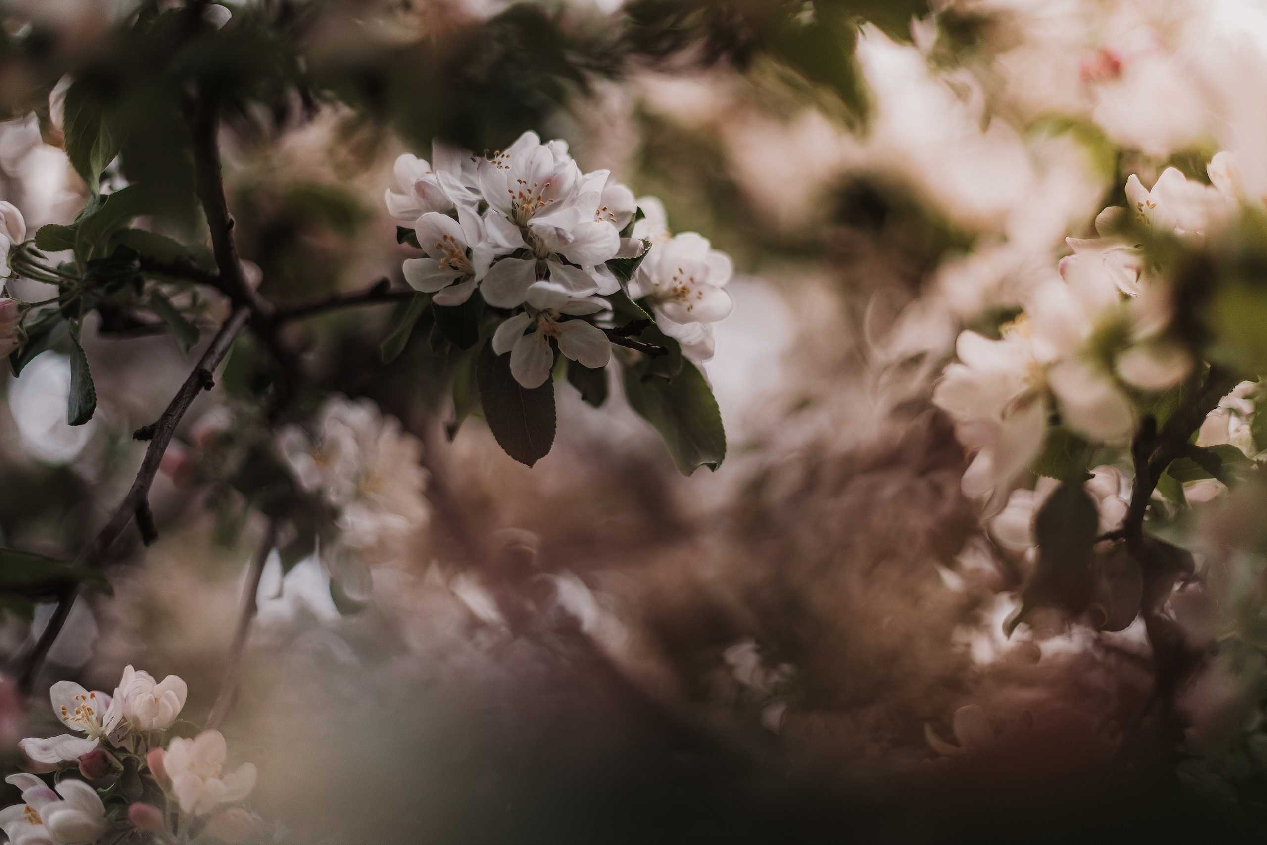 Розовые облака. Мариам Багдасарян