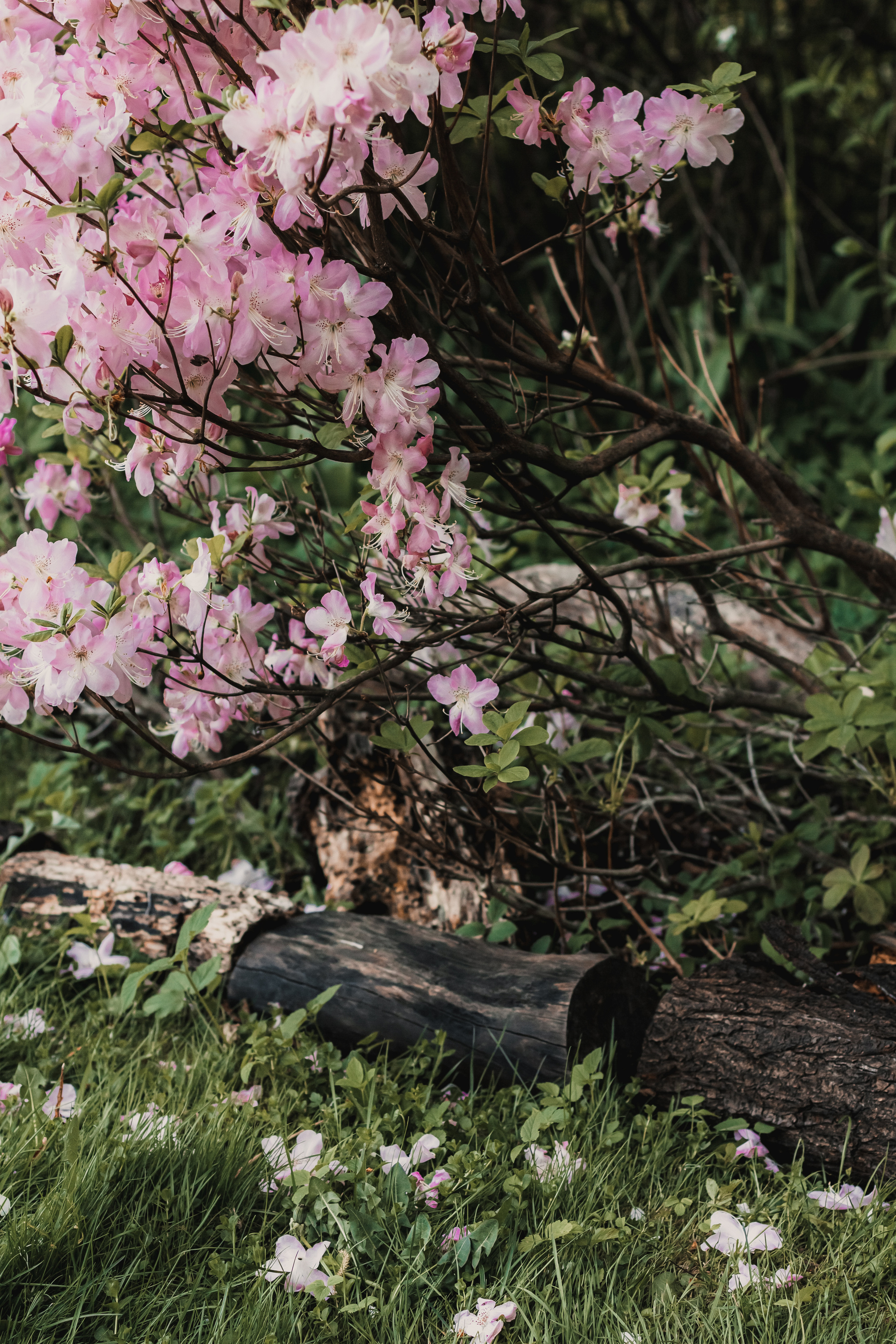 Расцветай. Mariam Bagdasaryan