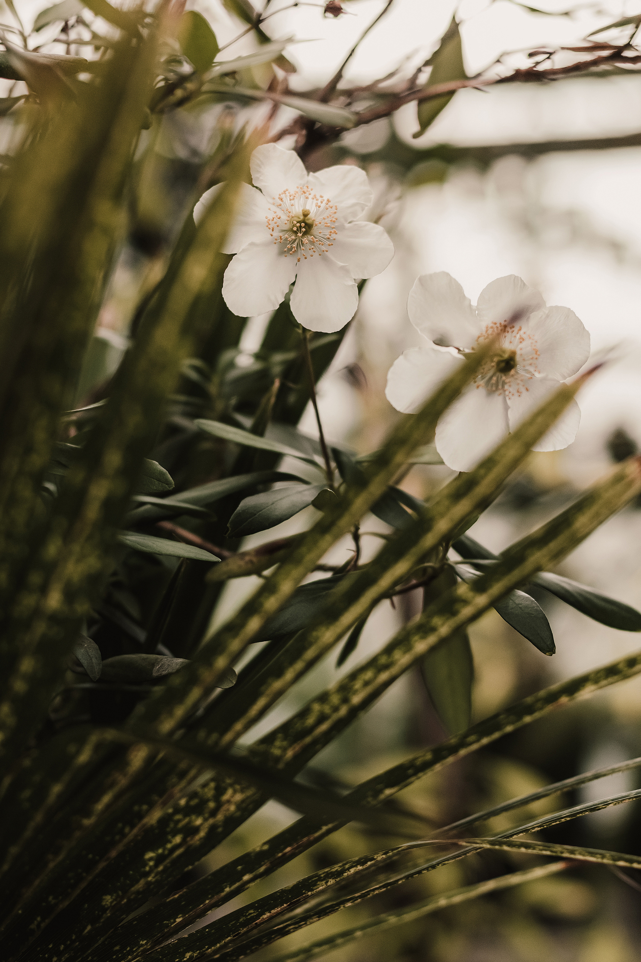 Тропики в городе. Мариам Багдасарян