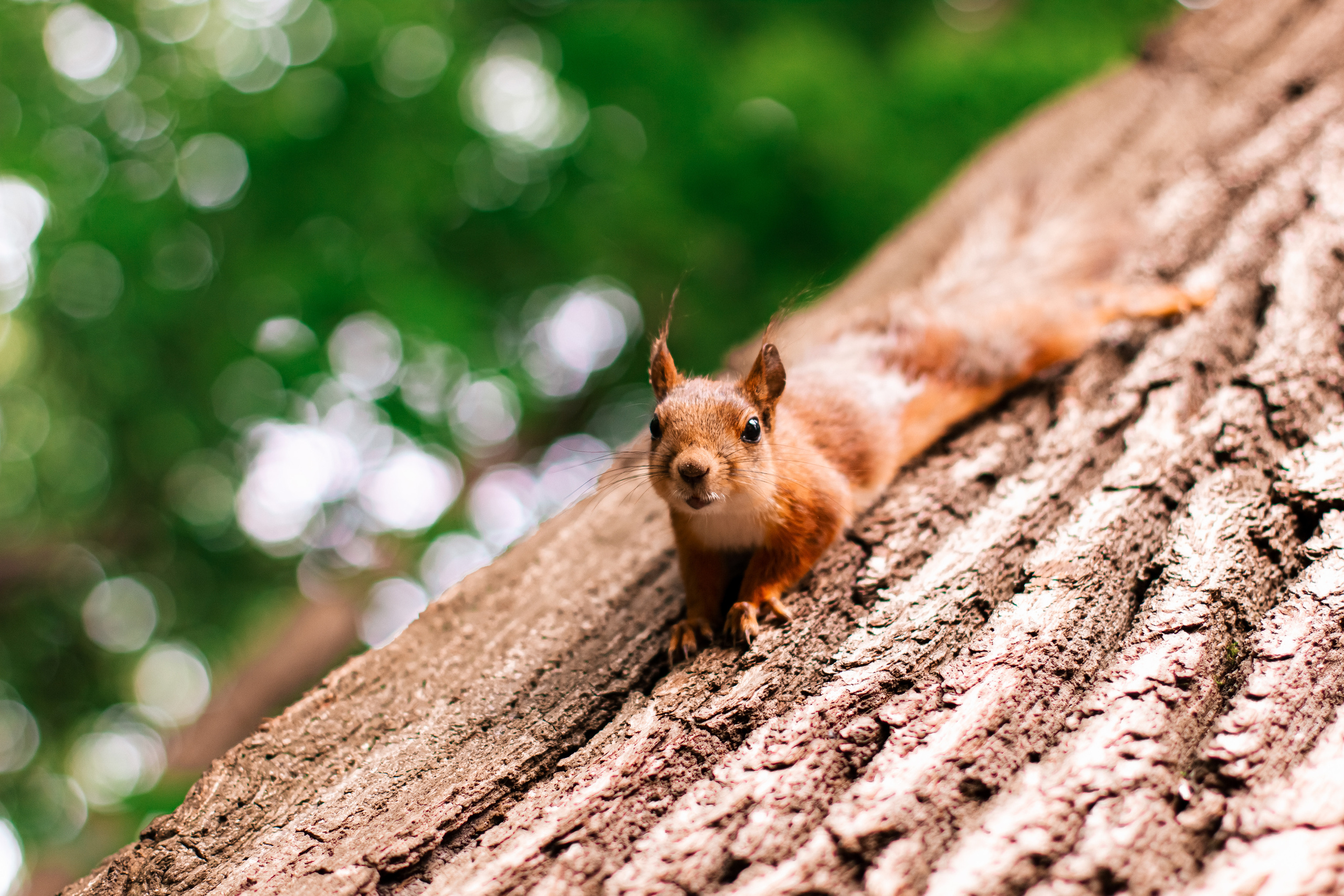Италия в Москве. Мариам Багдасарян