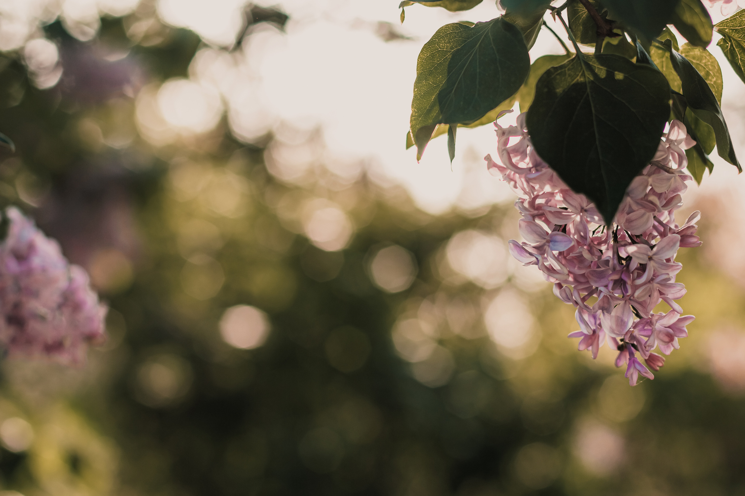 Расцветай. Mariam Bagdasaryan