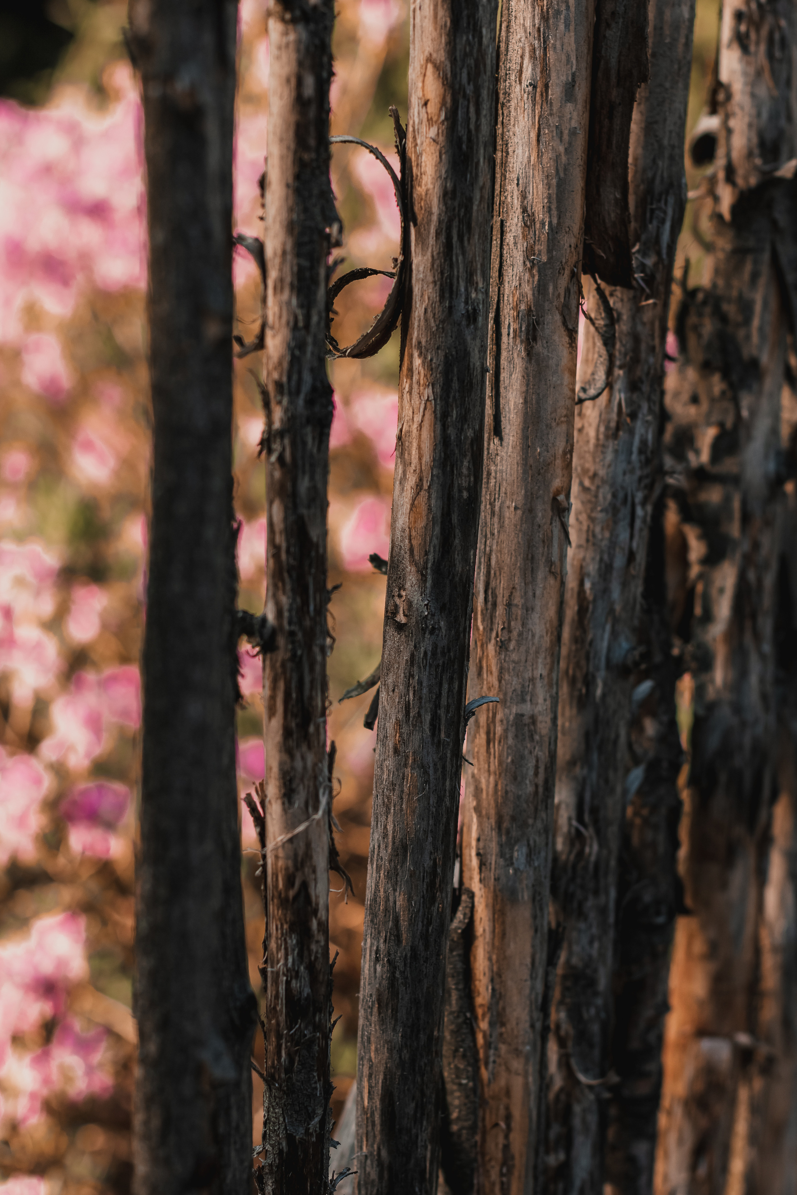 Расцветай. Mariam Bagdasaryan