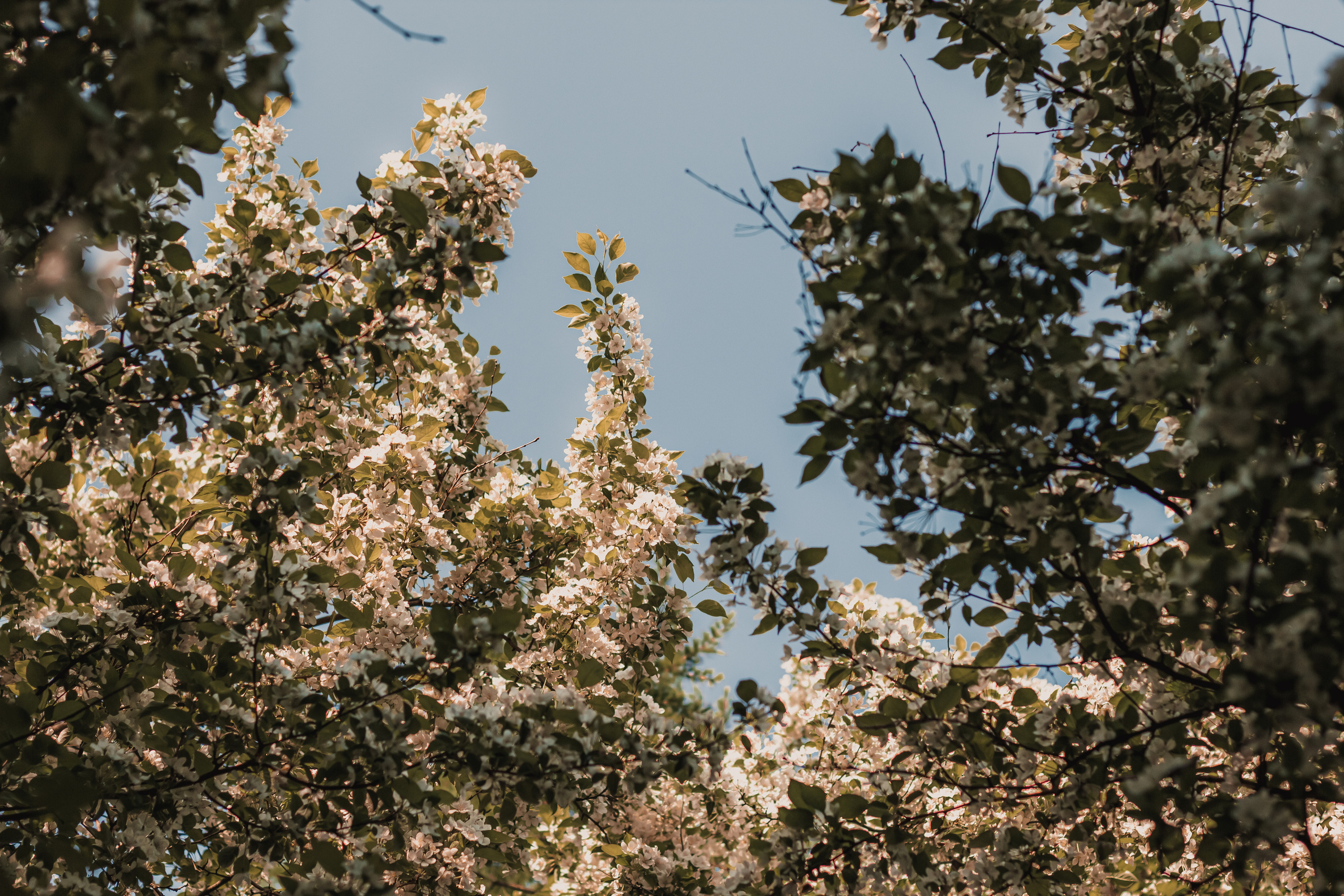 Расцветай. Mariam Bagdasaryan