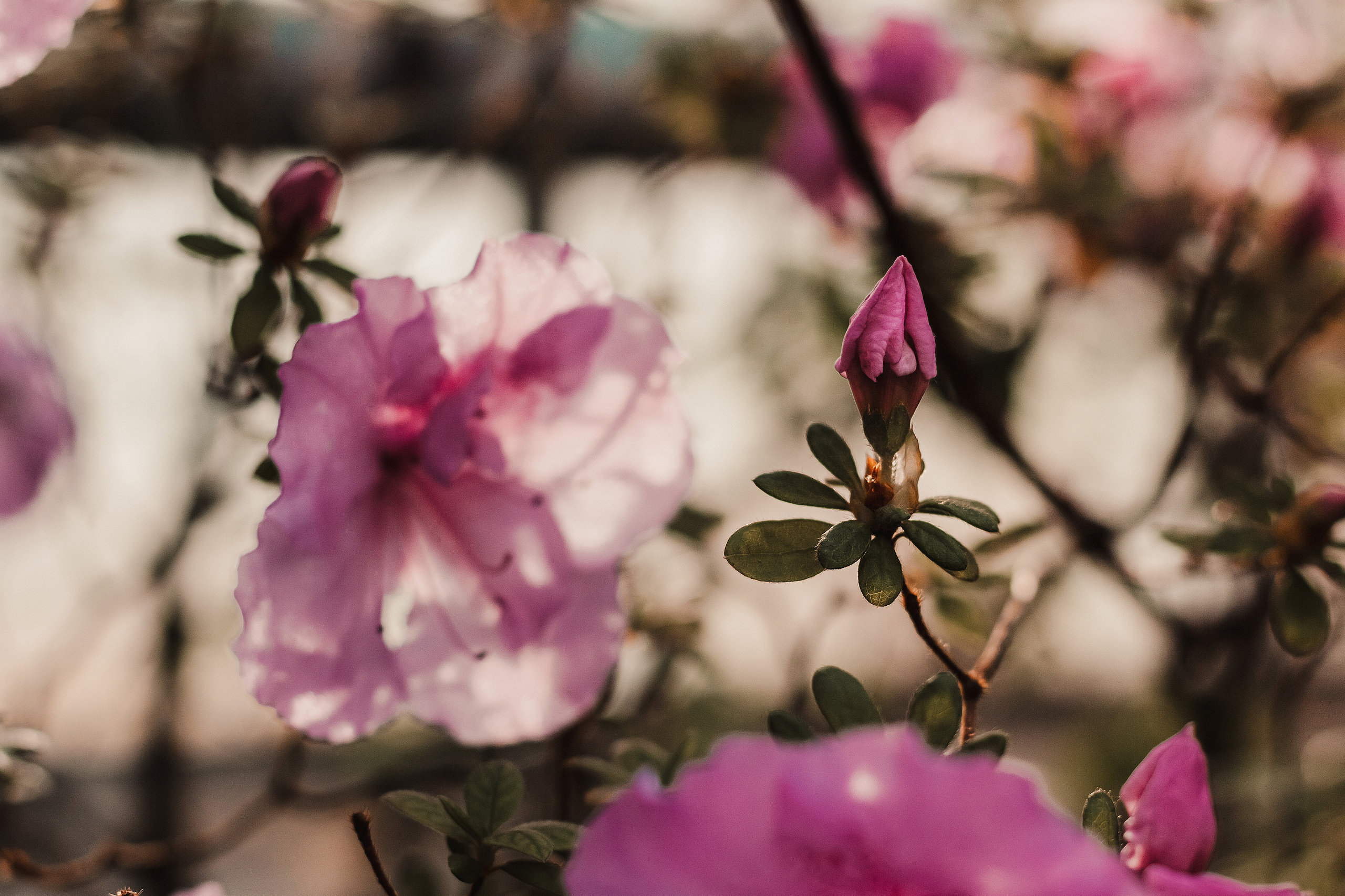 Тропики в городе. Мариам Багдасарян