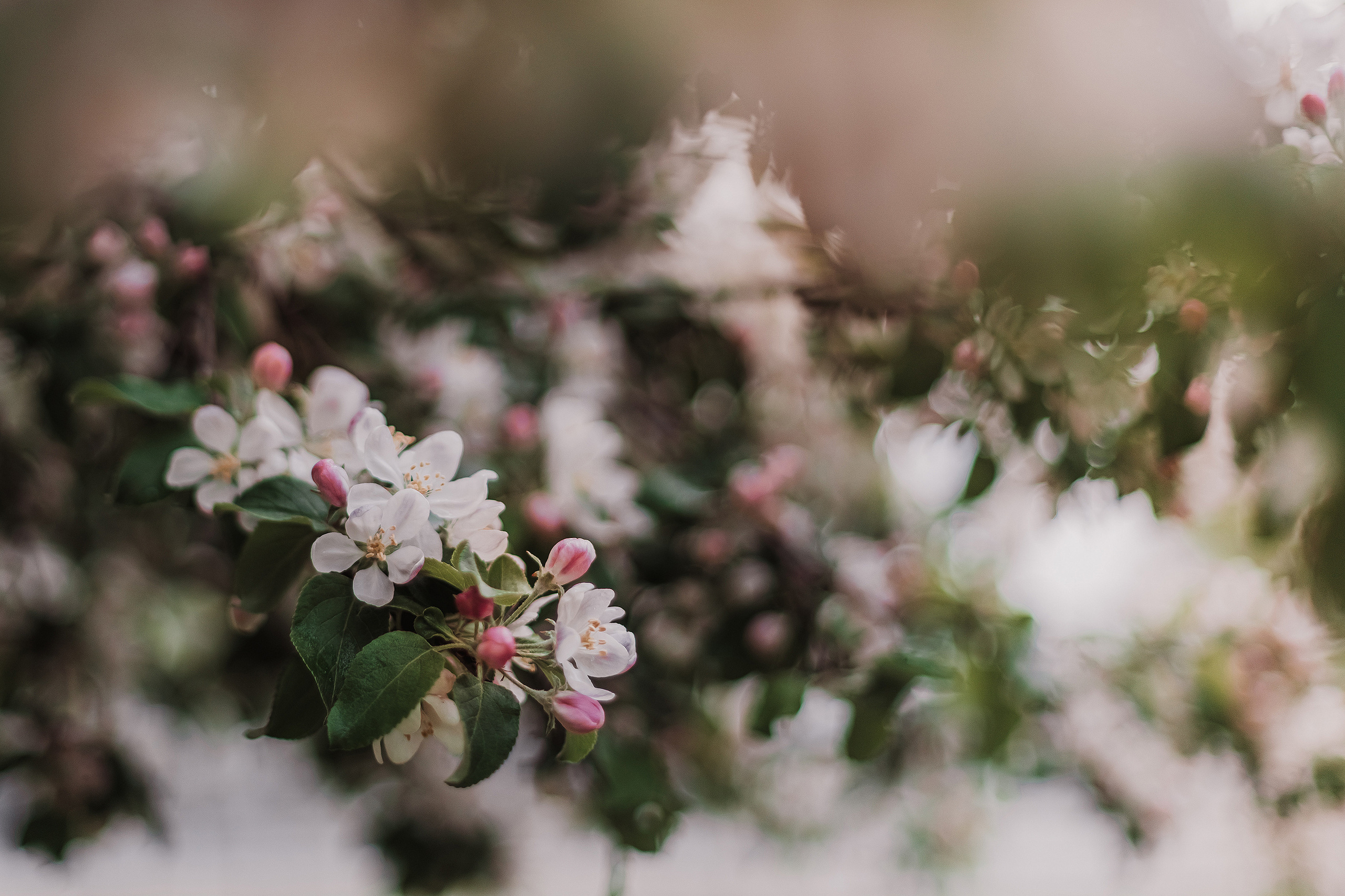 Розовые облака. Мариам Багдасарян