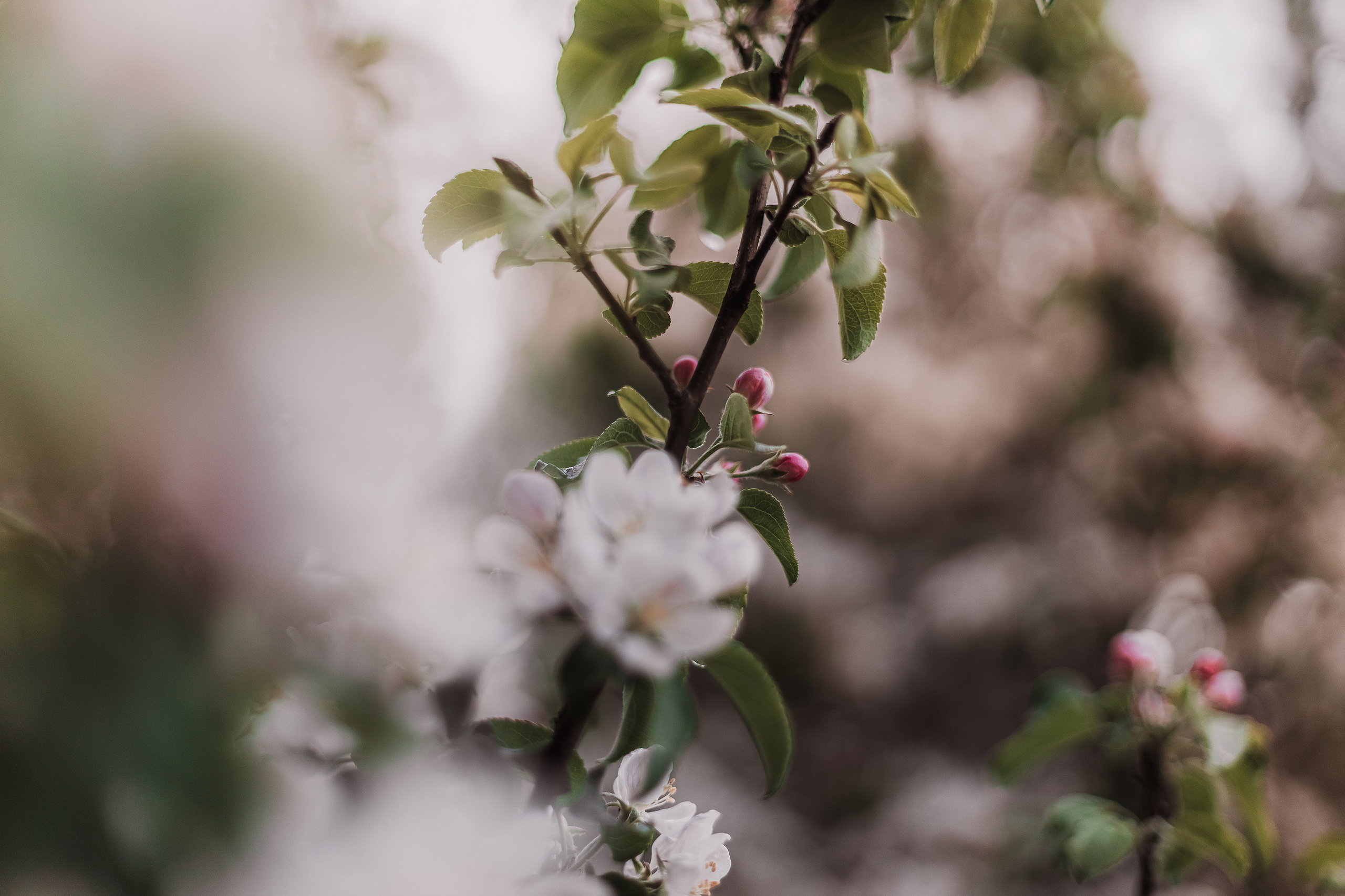 Розовые облака. Мариам Багдасарян