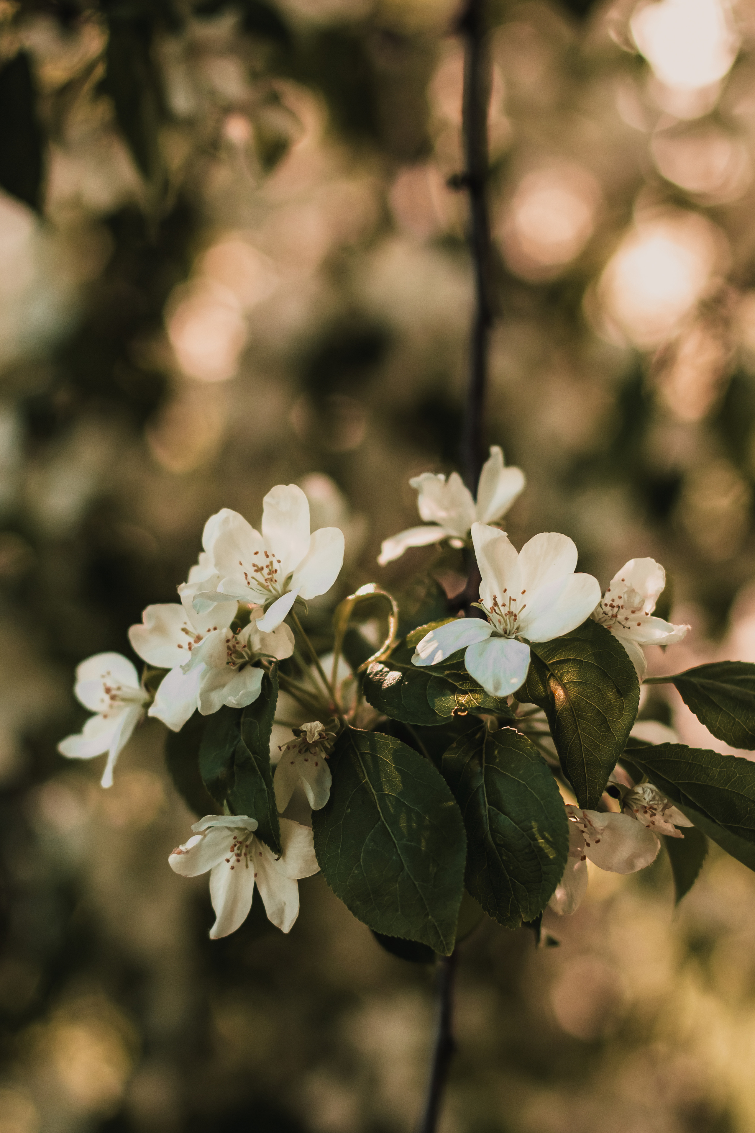 Расцветай. Mariam Bagdasaryan