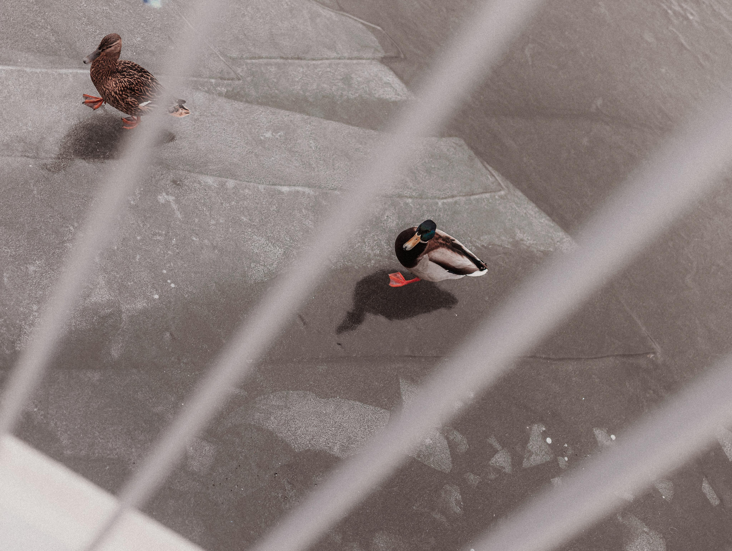 Архитектор в городе. Mariam Bagdasaryan