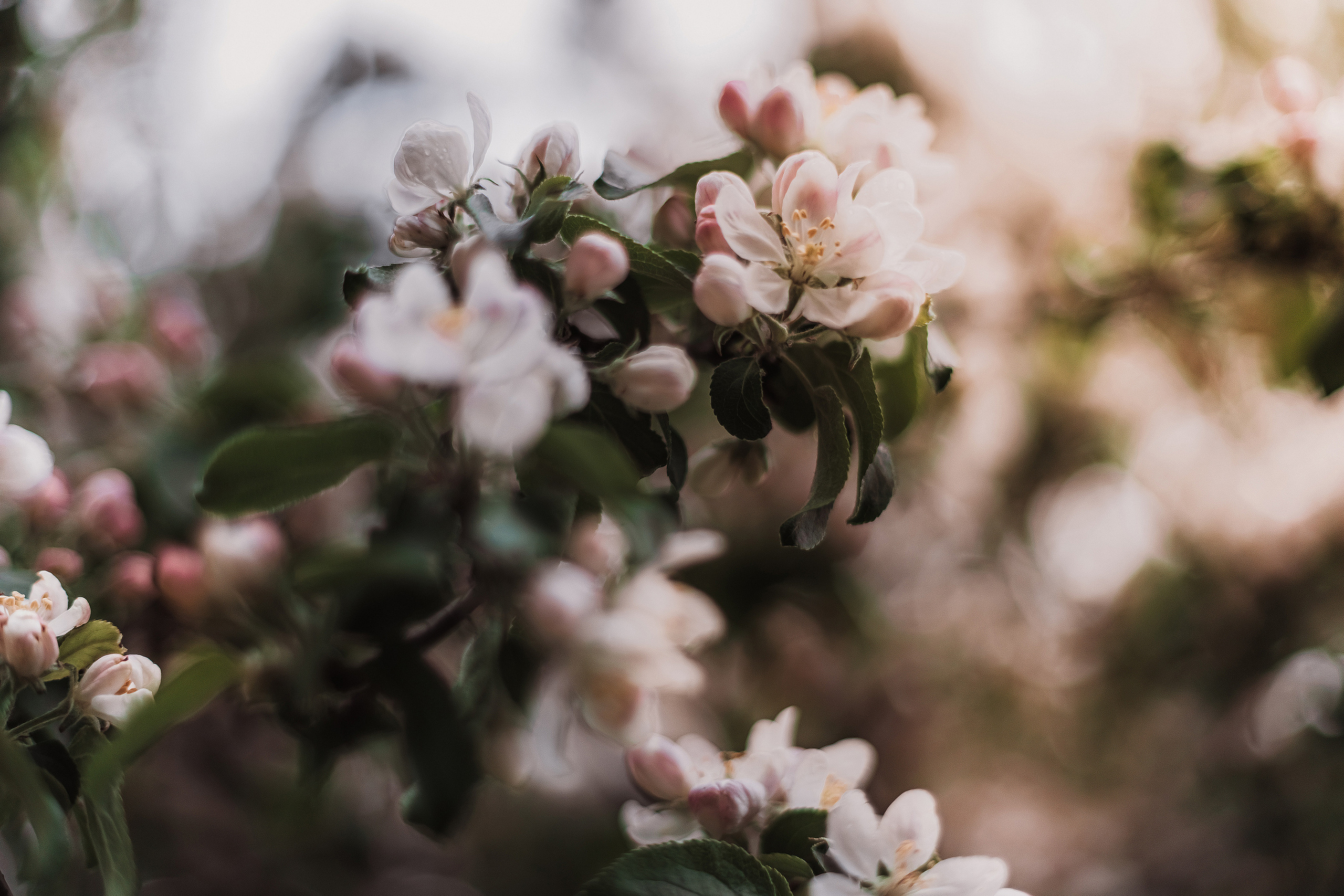 Розовые облака. Мариам Багдасарян