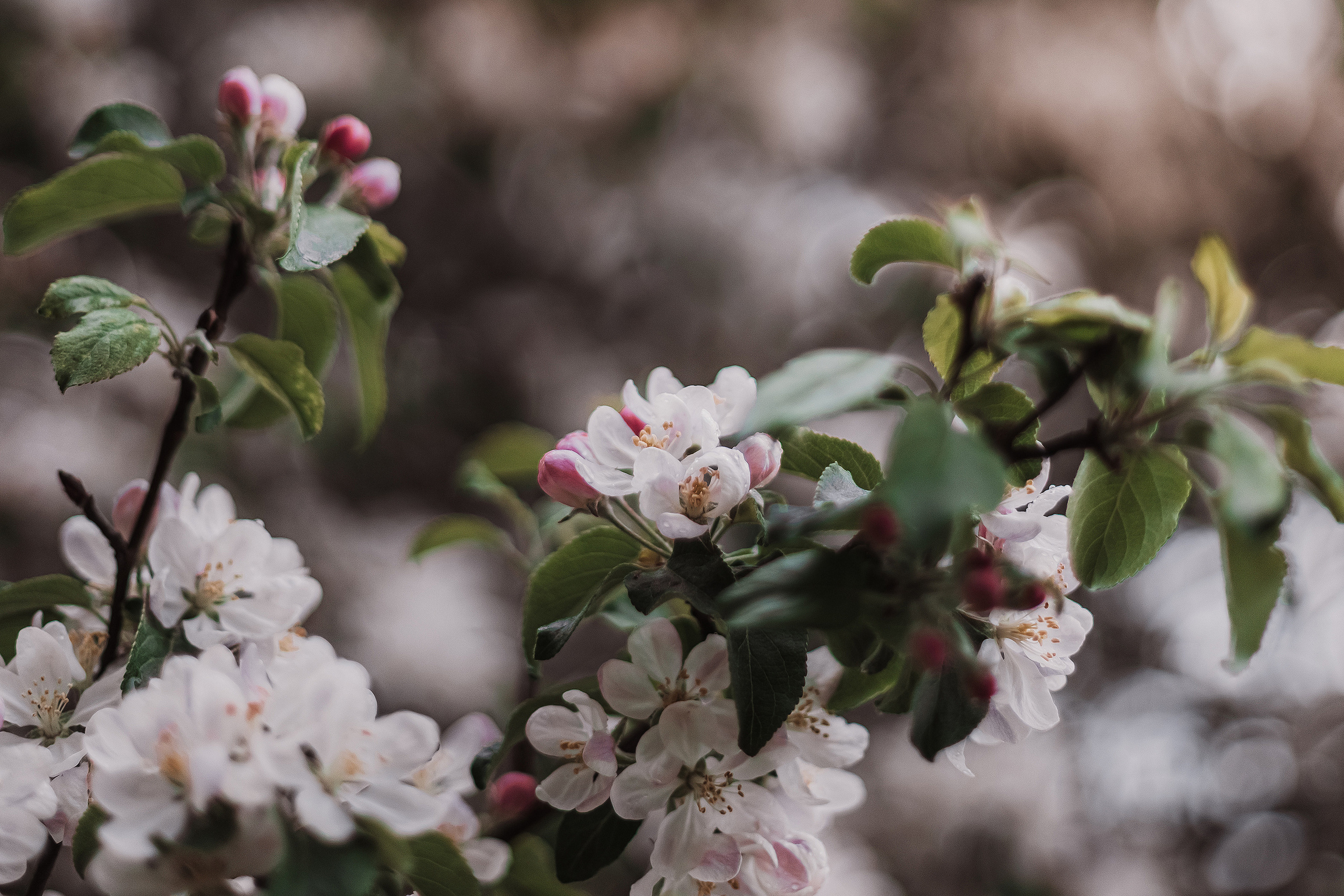 Розовые облака. Мариам Багдасарян