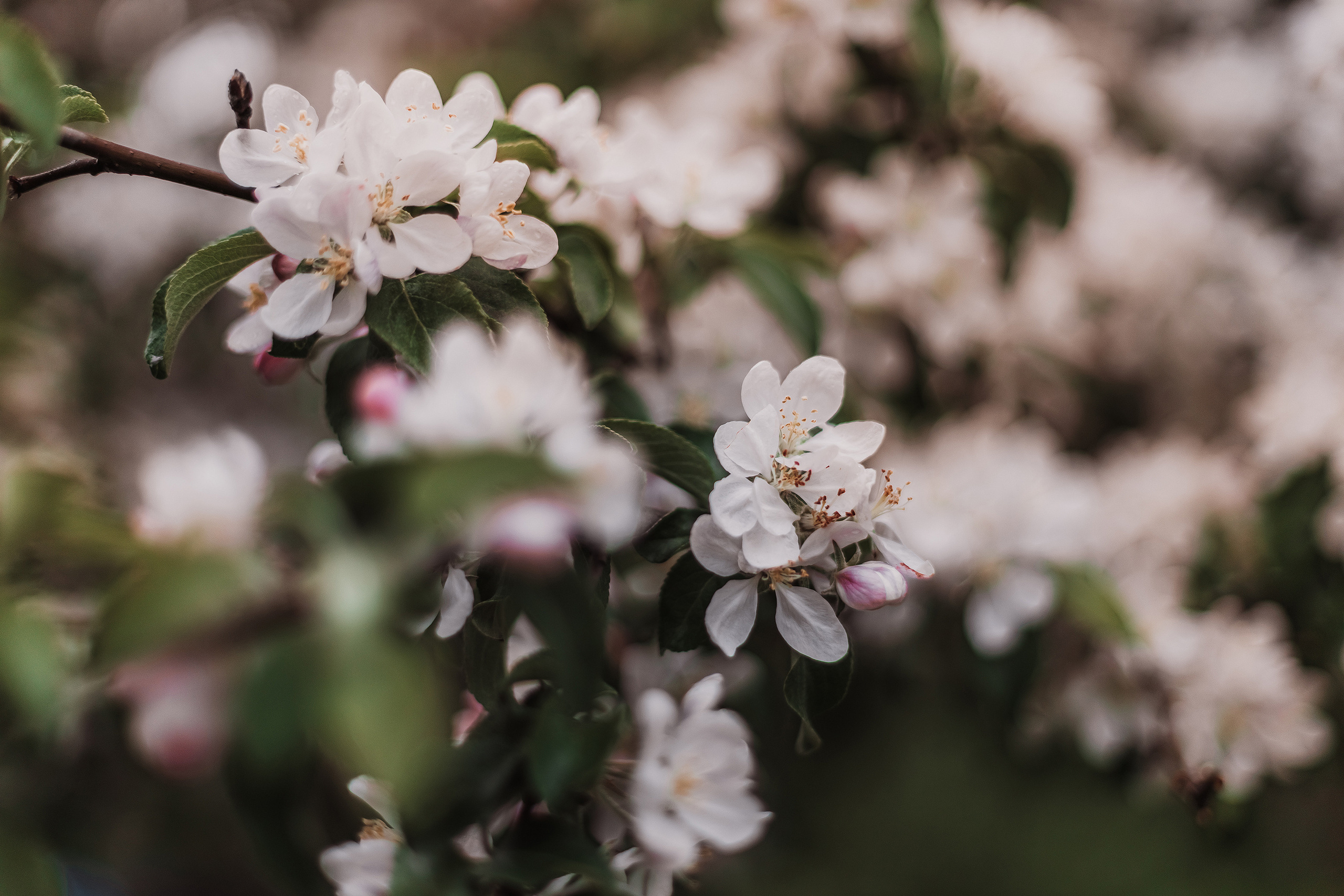 Розовые облака. Мариам Багдасарян