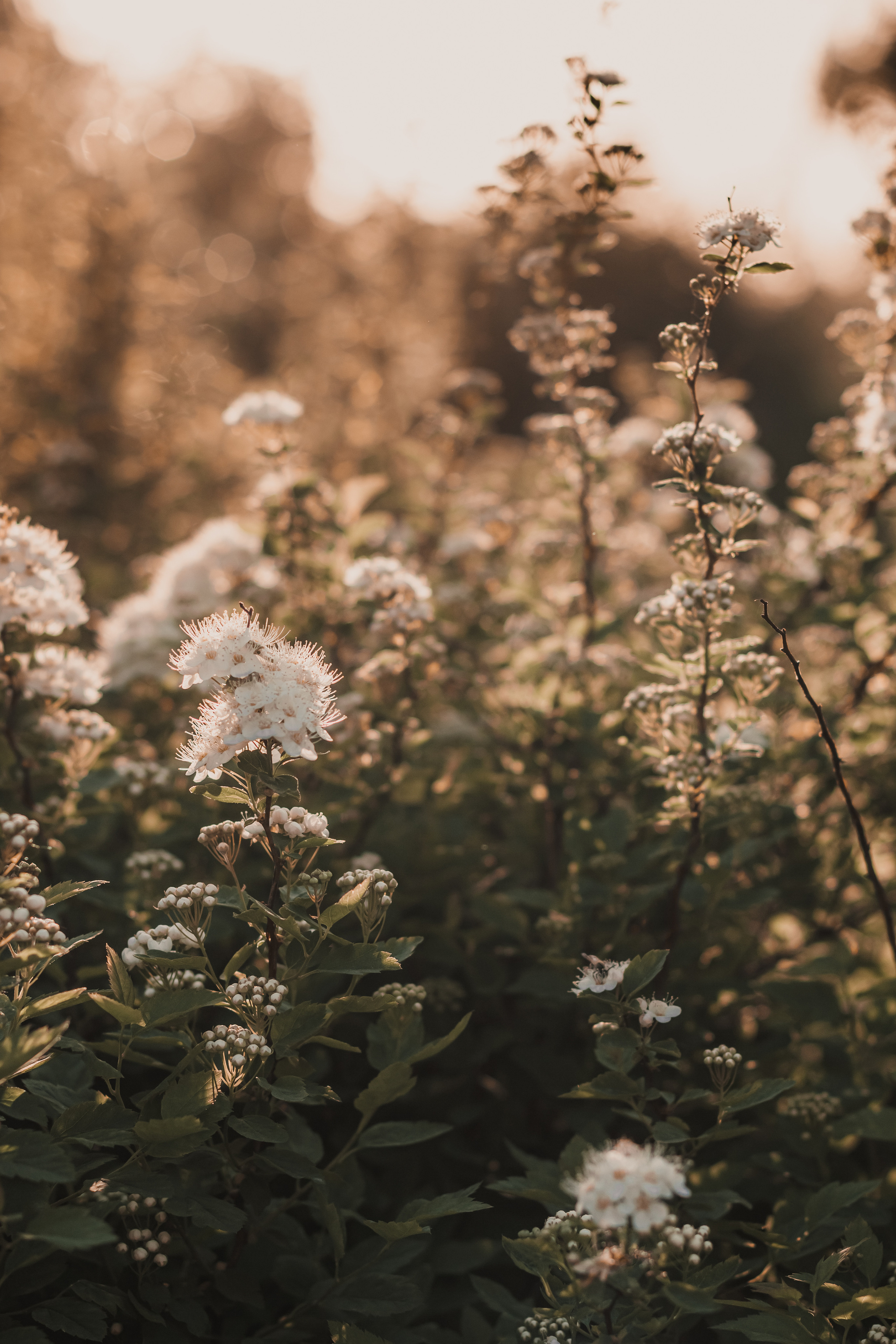 Расцветай. Mariam Bagdasaryan