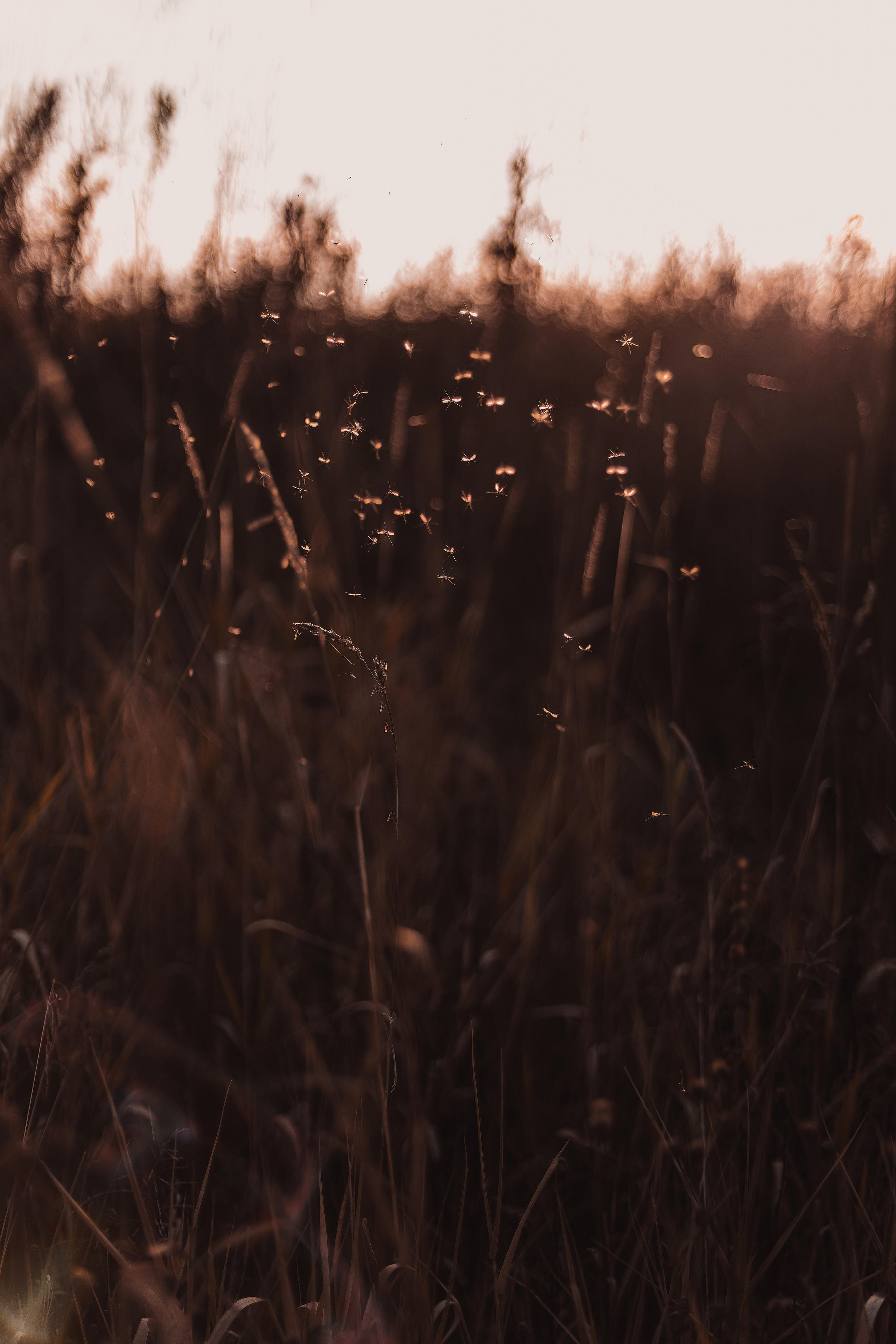 Как упоительны в России вечера. Mariam Bagdasaryan