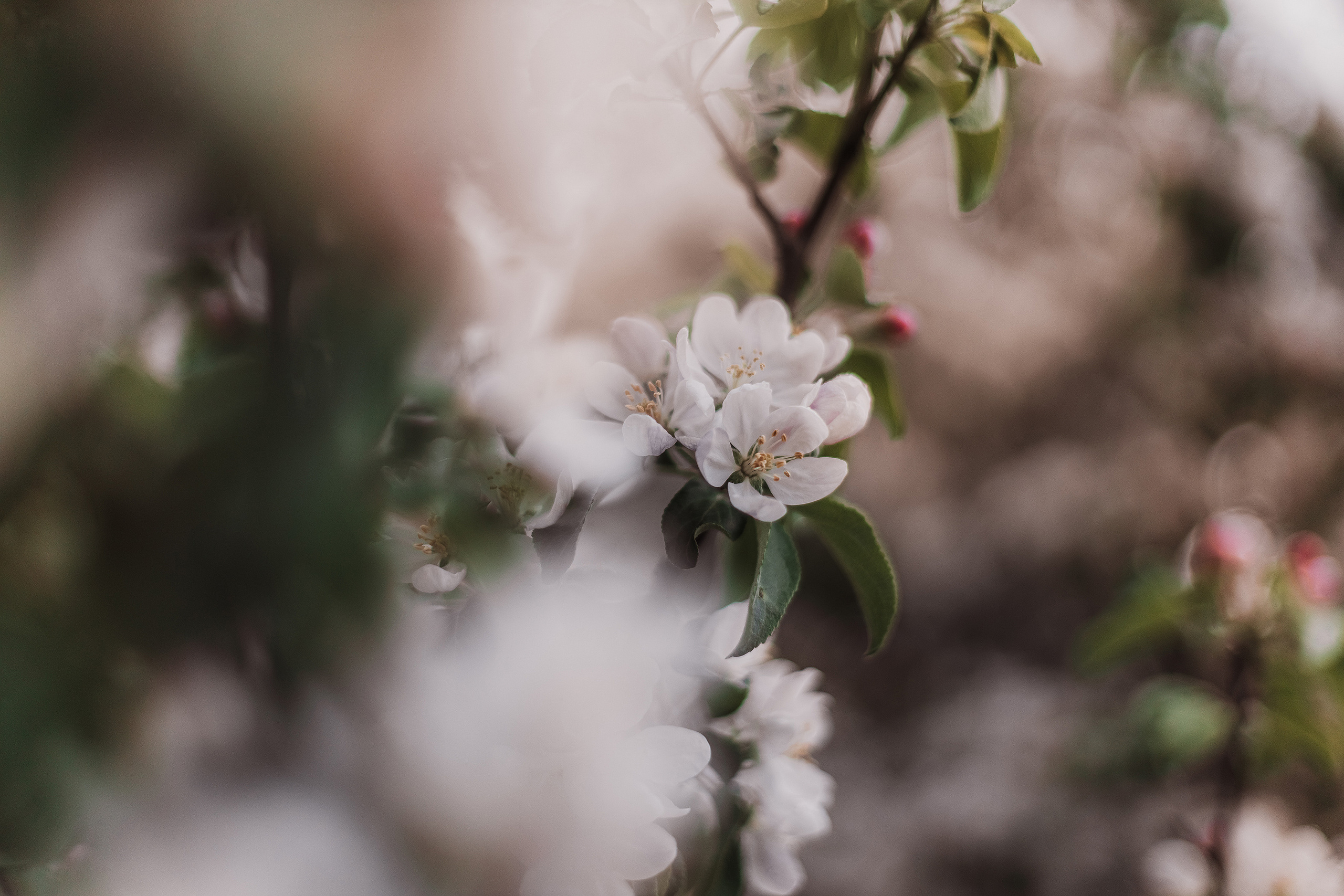 Розовые облака. Мариам Багдасарян