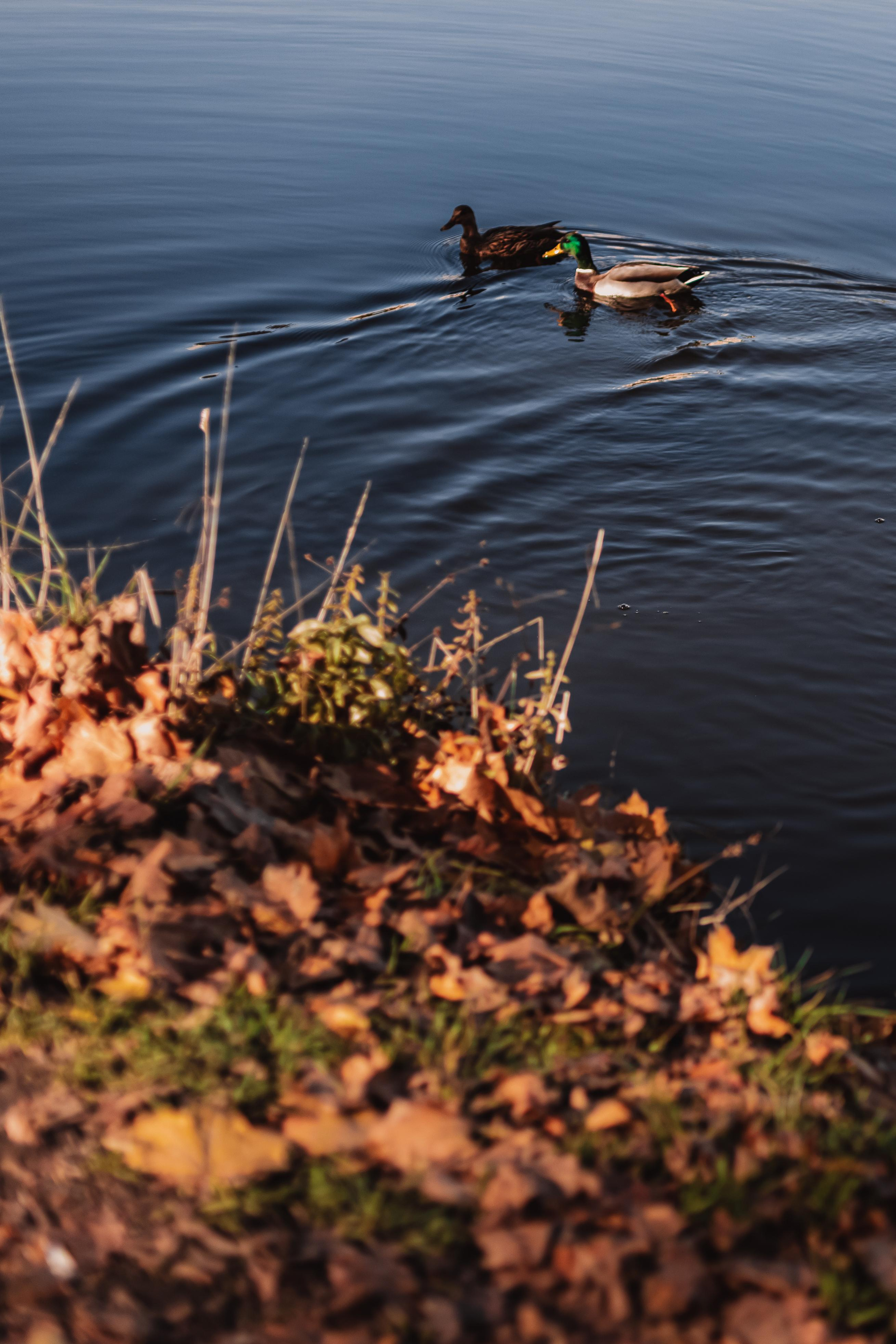 Осенняя прогулка с Катериной. Mariam Bagdasaryan