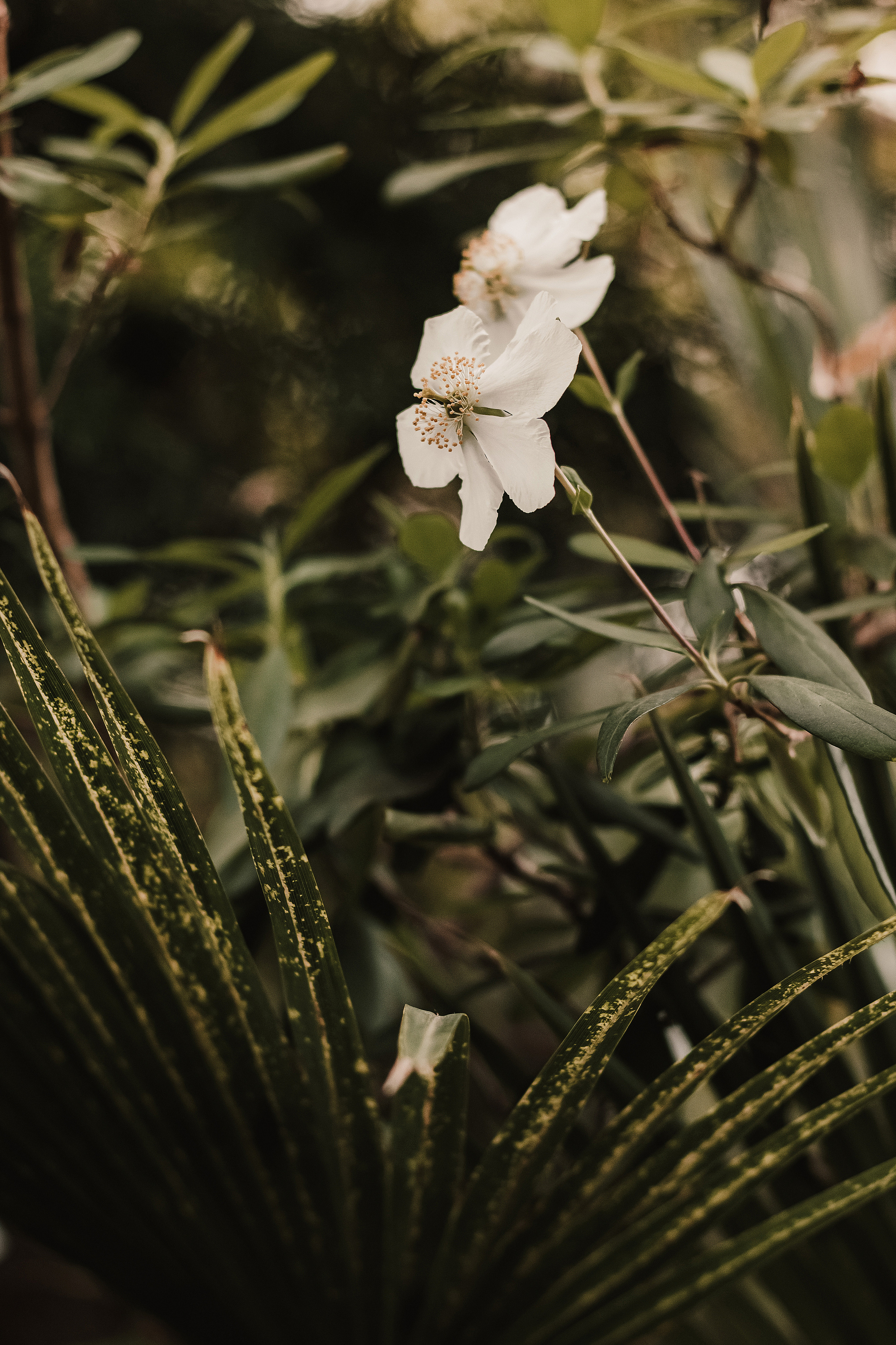 Тропики в городе. Мариам Багдасарян