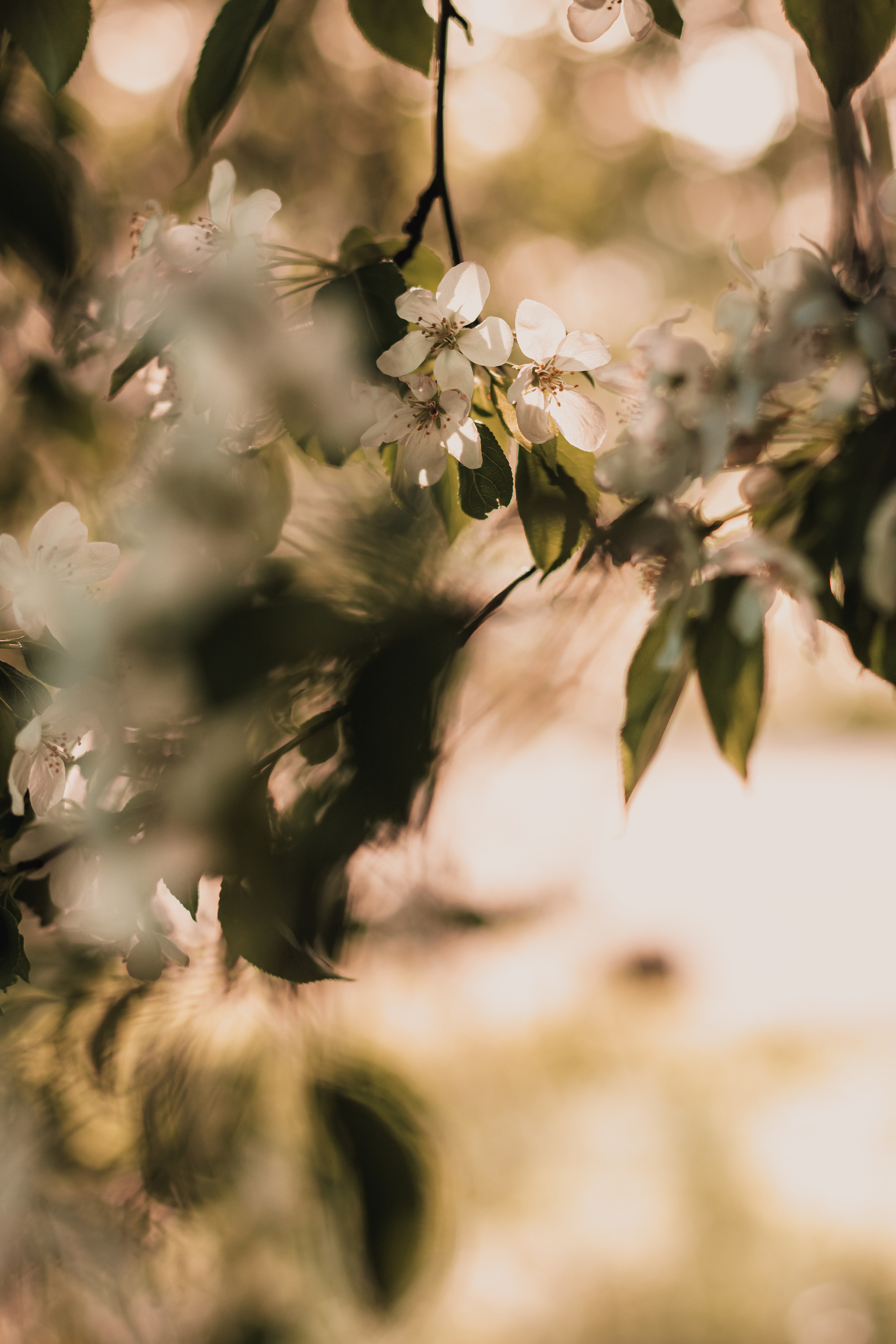 Расцветай. Mariam Bagdasaryan